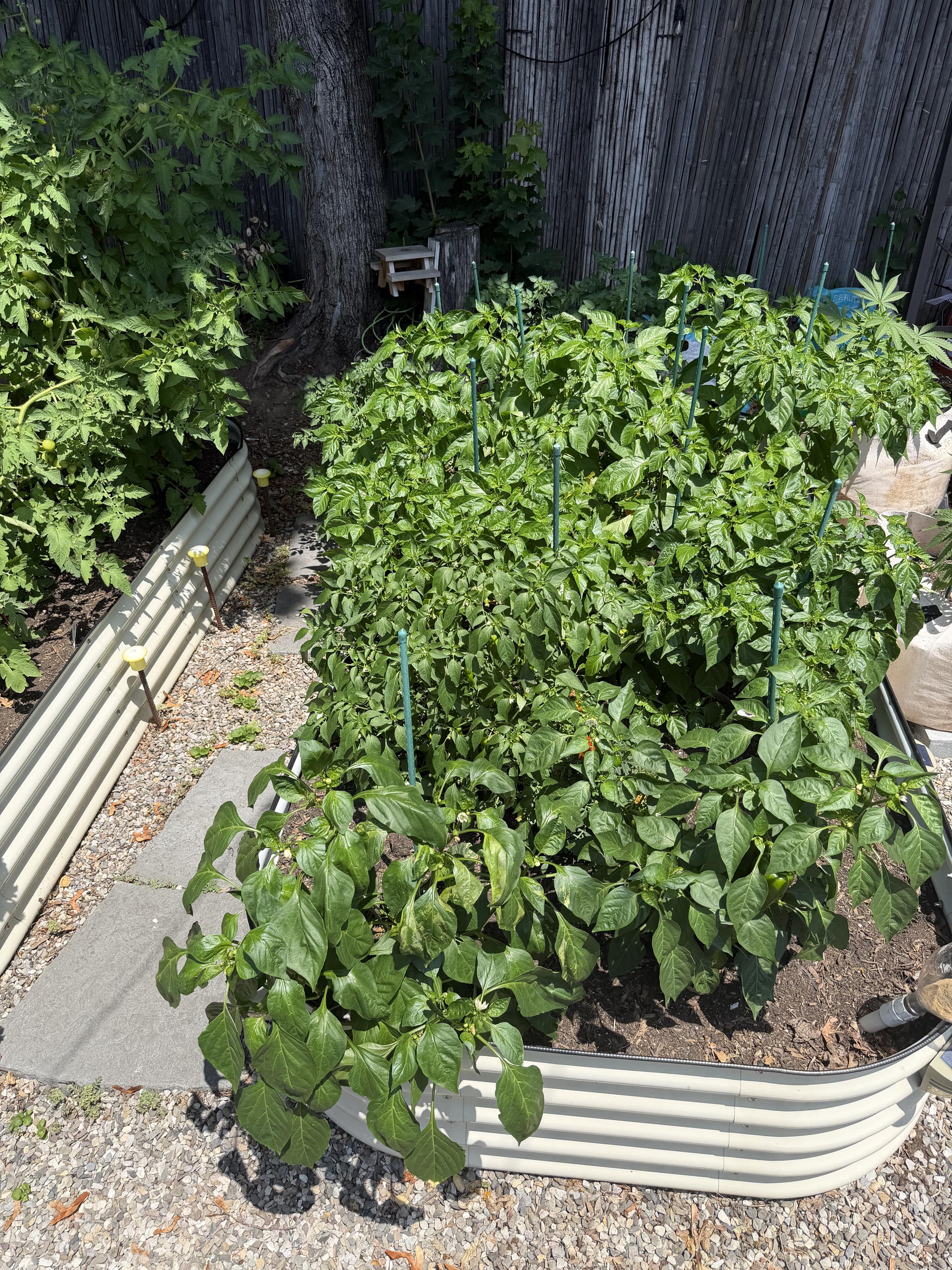 Peppers and a surprise tomato plant from last year.