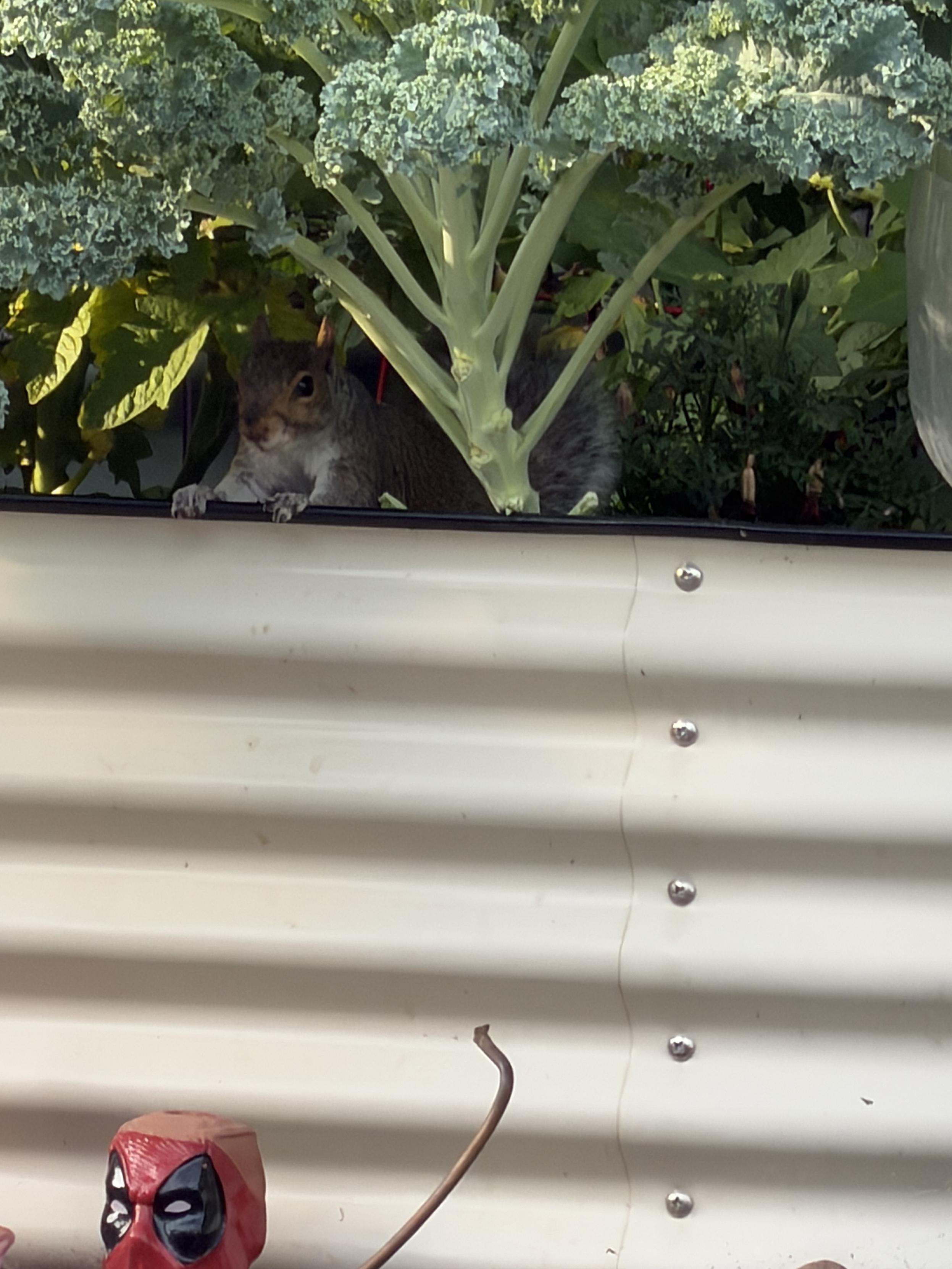Squirrel named Snow hiding under the kale in a heat wave