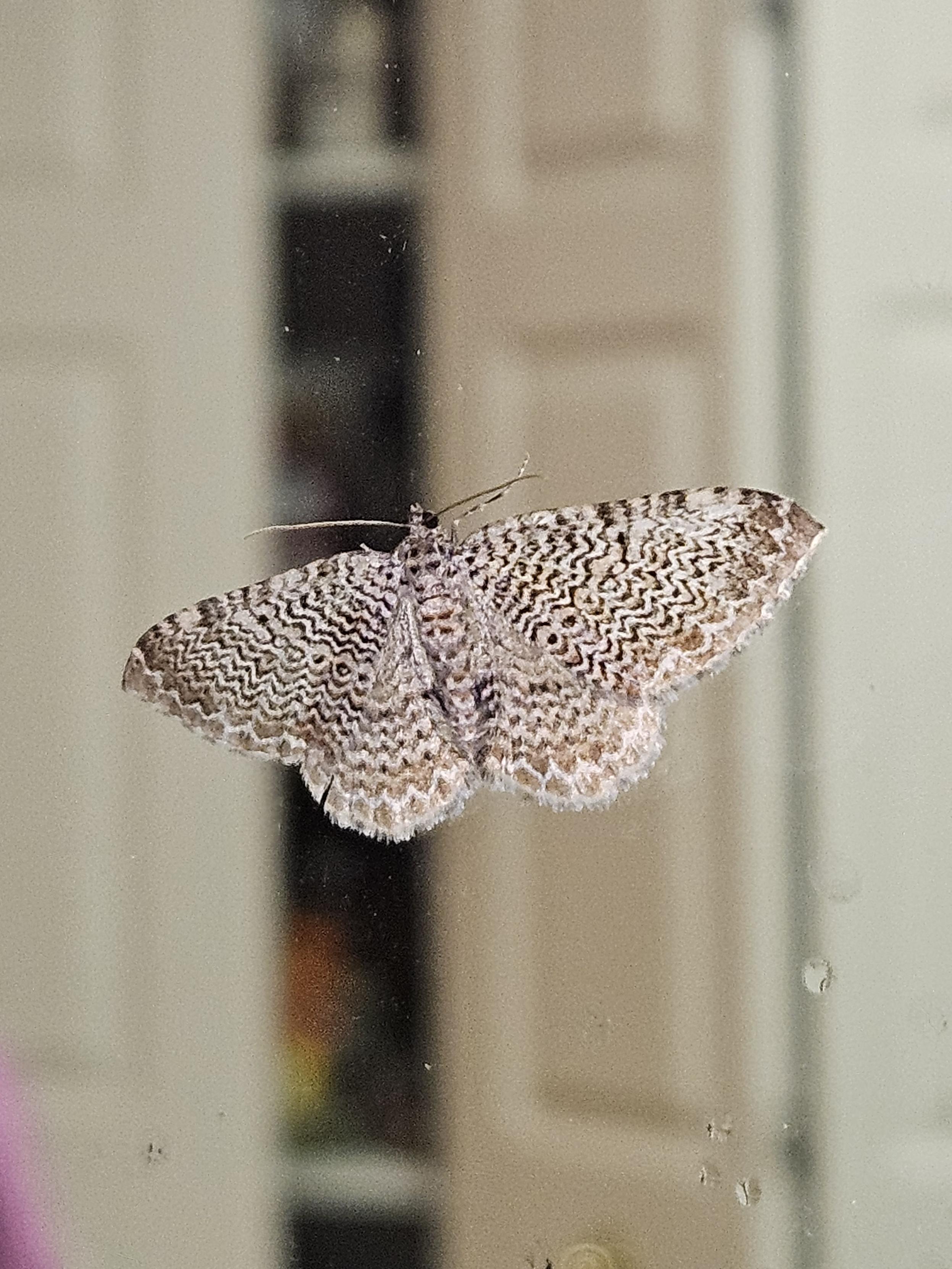 Picture of a Cherry Scallop Shell Moth, which is brown with wavy-patterned lines across its wings and body.  It would be perfectly camouflaged on a tree trunk.