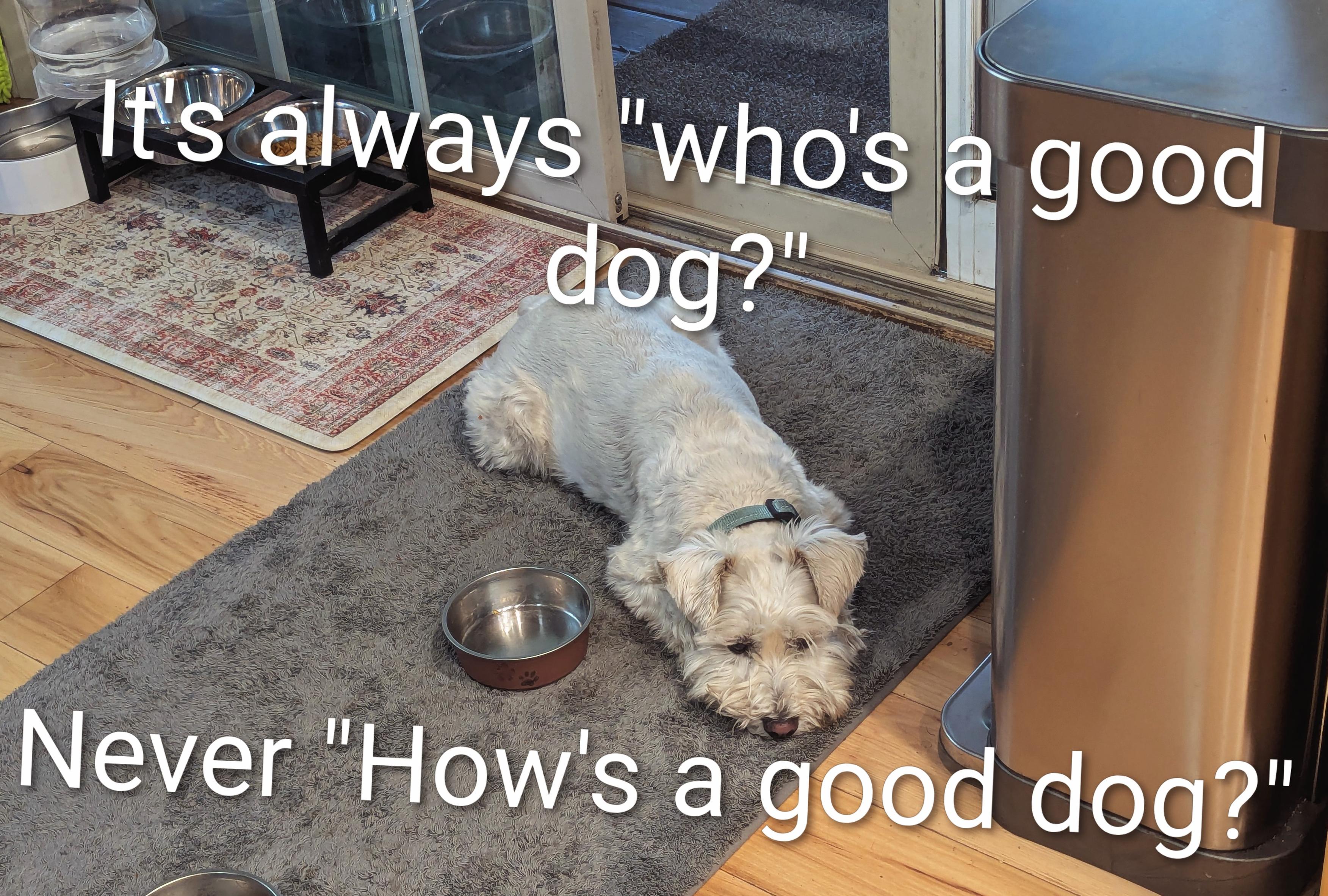 A photo of a white miniature schnauzer, laying prone on a gray rug next to an empty dog bowl. 

The photo is captioned:
It's always "who's a good dog?"
Never "How's a good dog?"