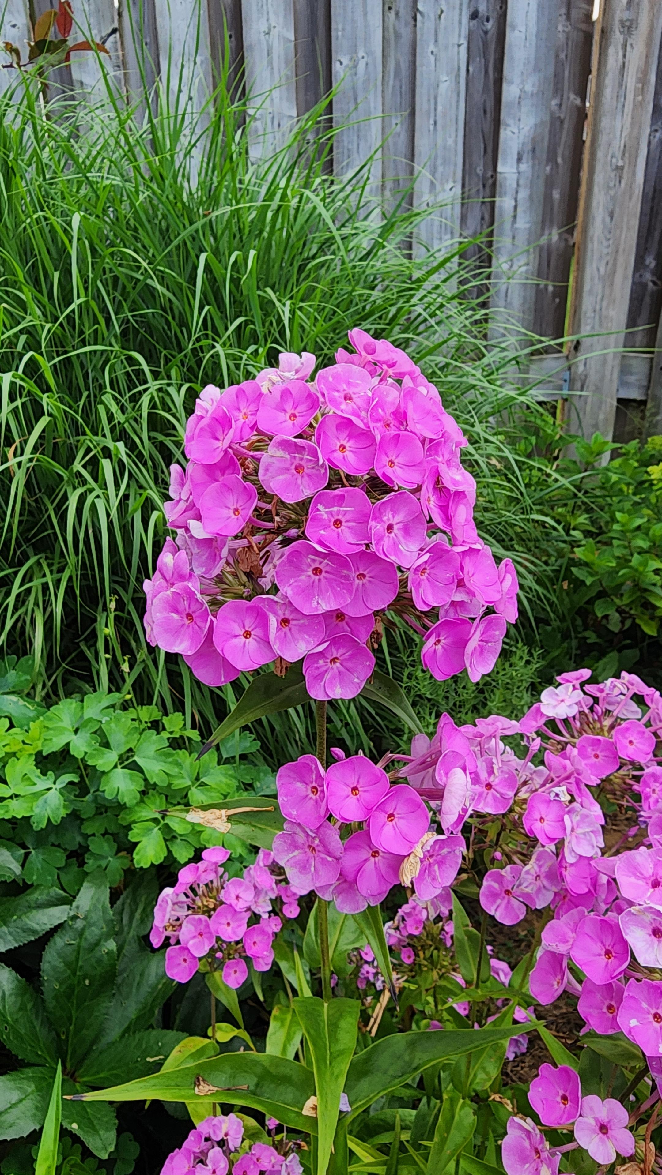 Magenta colored flower cluster of phlox set against backdrop of ornamental grasses