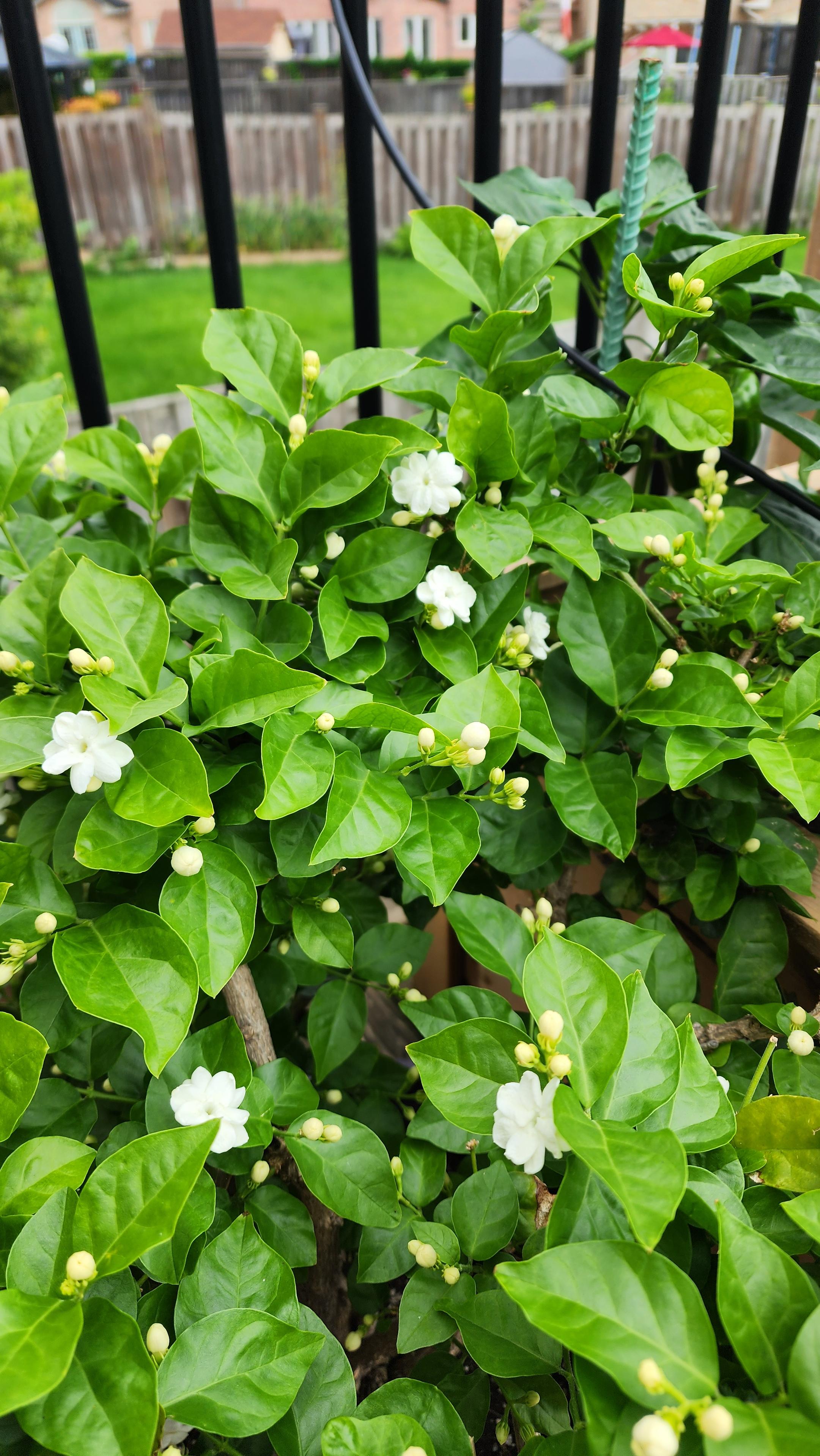 Indian Jasmine plant full of buds and flowers. plant is kept against deck railing.