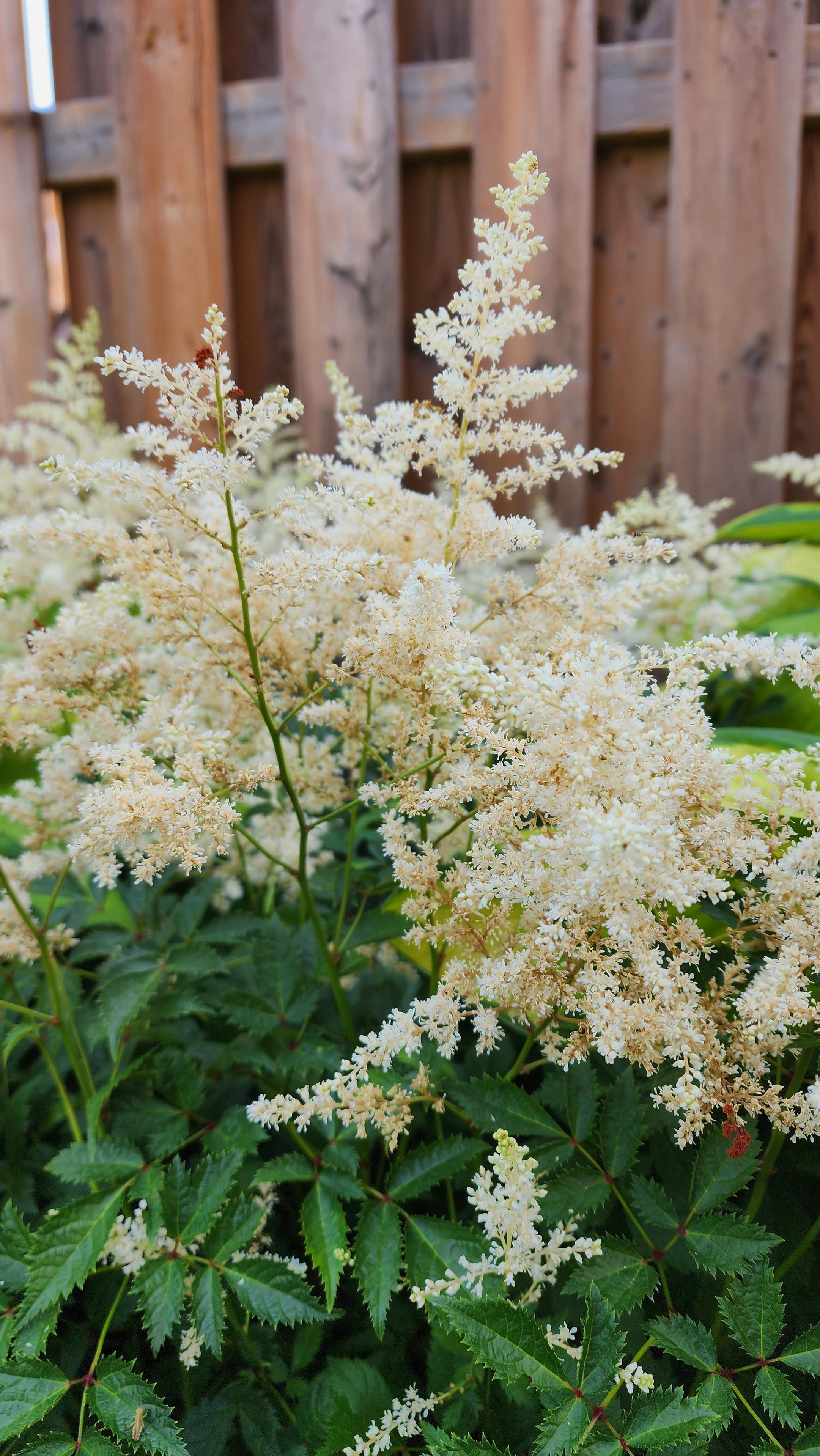 white clusters of Astilbe with background of brown wood privacy fence.