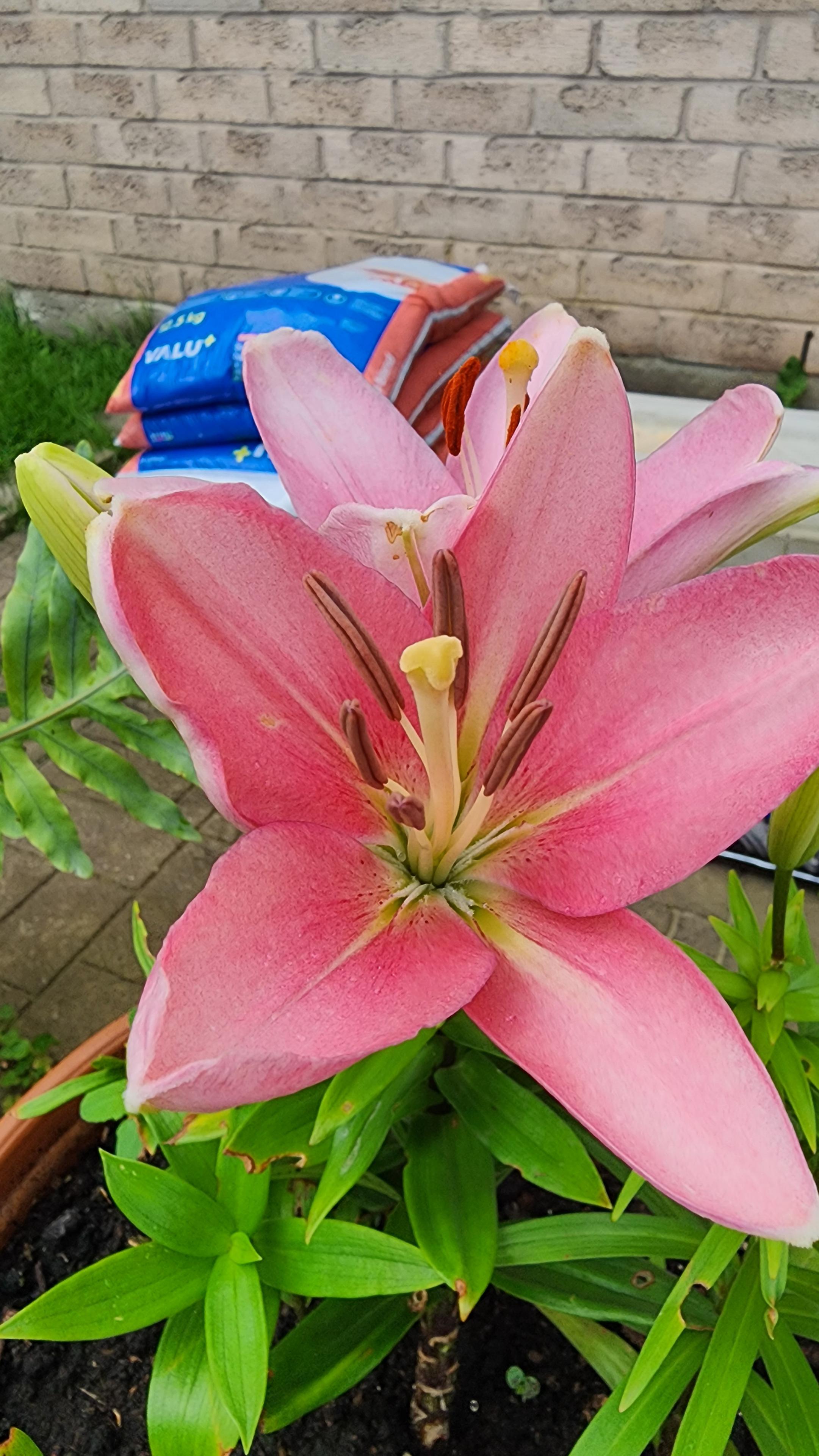 Pink Asiatic Lilly flower. plant is set in a container.