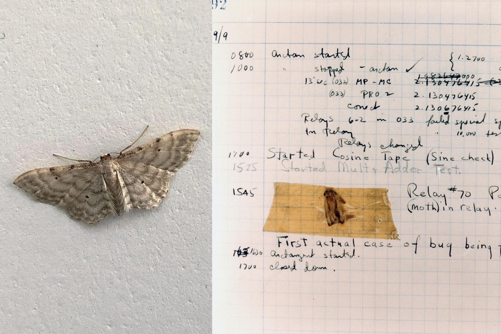 Cream-coloured moth with outspread wings on a white interior wall. Handwritten logbook with a moth taped to the page.