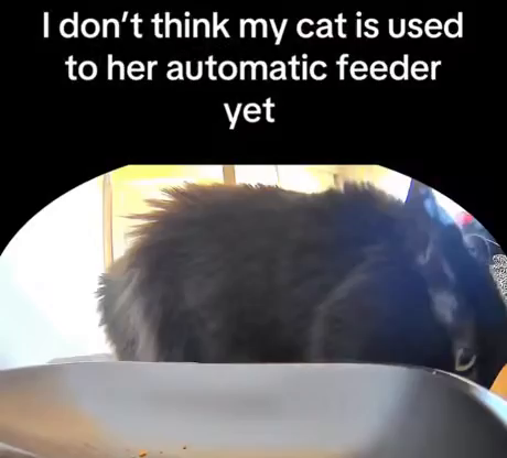 I don't think my cat is used to her automatic feeder yet.

Video shows a black cat sniffing an empty automatic feeder bowl from the point of view of the feeder cam. The timer goes off and it starts dispensing food, but not without scaring the void kitty so much she jumps backwards halfway across the room. She pops her head up to watch the machine finish spitting out food, but decides not to eat just yet, lest it attack her. Poor kitty