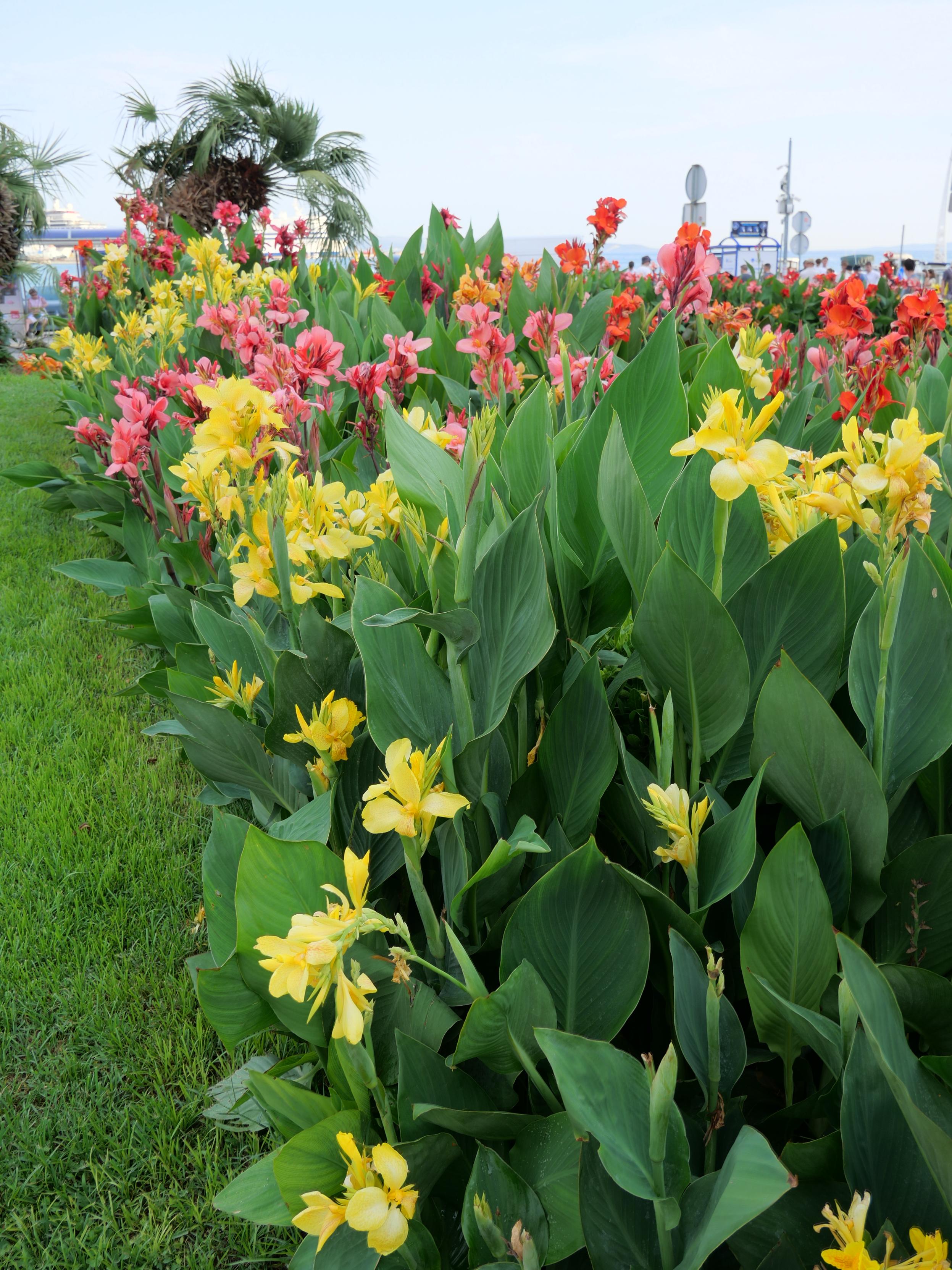Yellow and pink flowers in a flowerbed