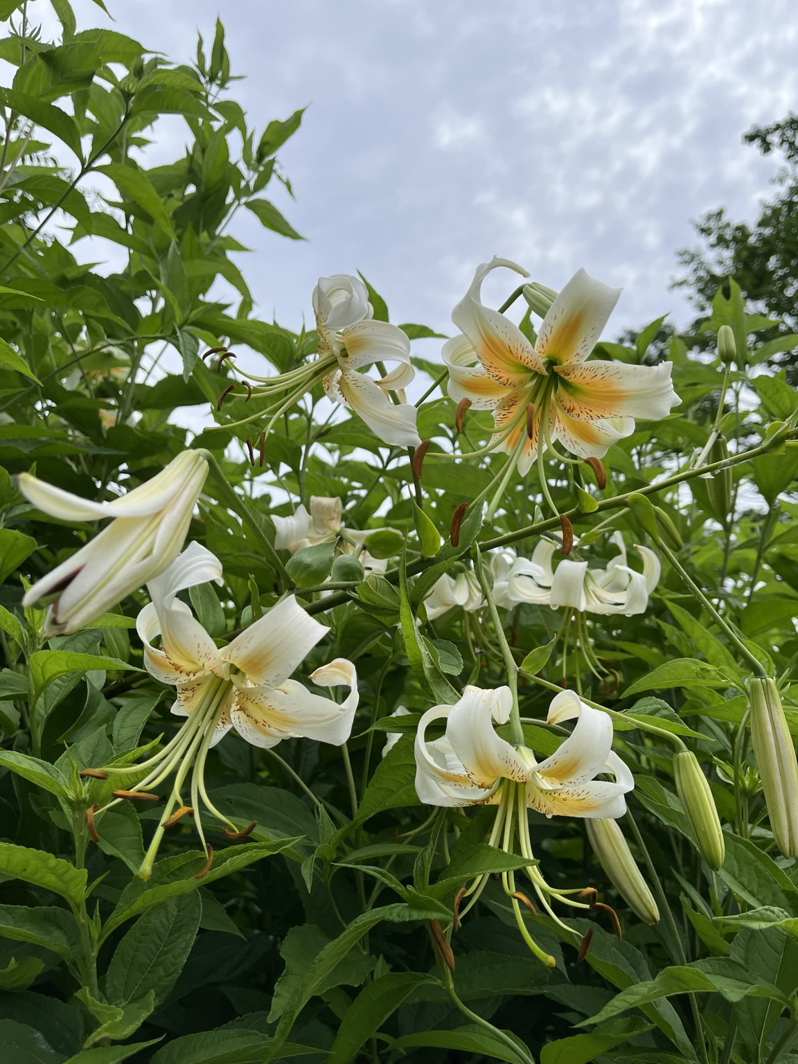 We are looking up at lilies dangling above us. They have orange petals fading to cream. Green leaves are in the background, with clouds above. Morris Arboretum, Philadelphia, Pennsylvania.