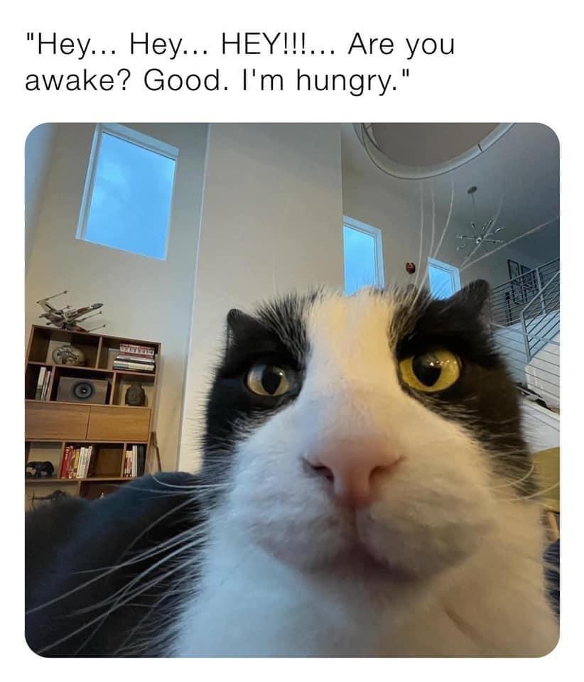 Close-up of a black and white cat's face, with large yellow-green eyes and a modern living room background.

Transcribed Text:

"Hey... Hey... HEY!!!!... Are you awake? Good. I'm hungry."
