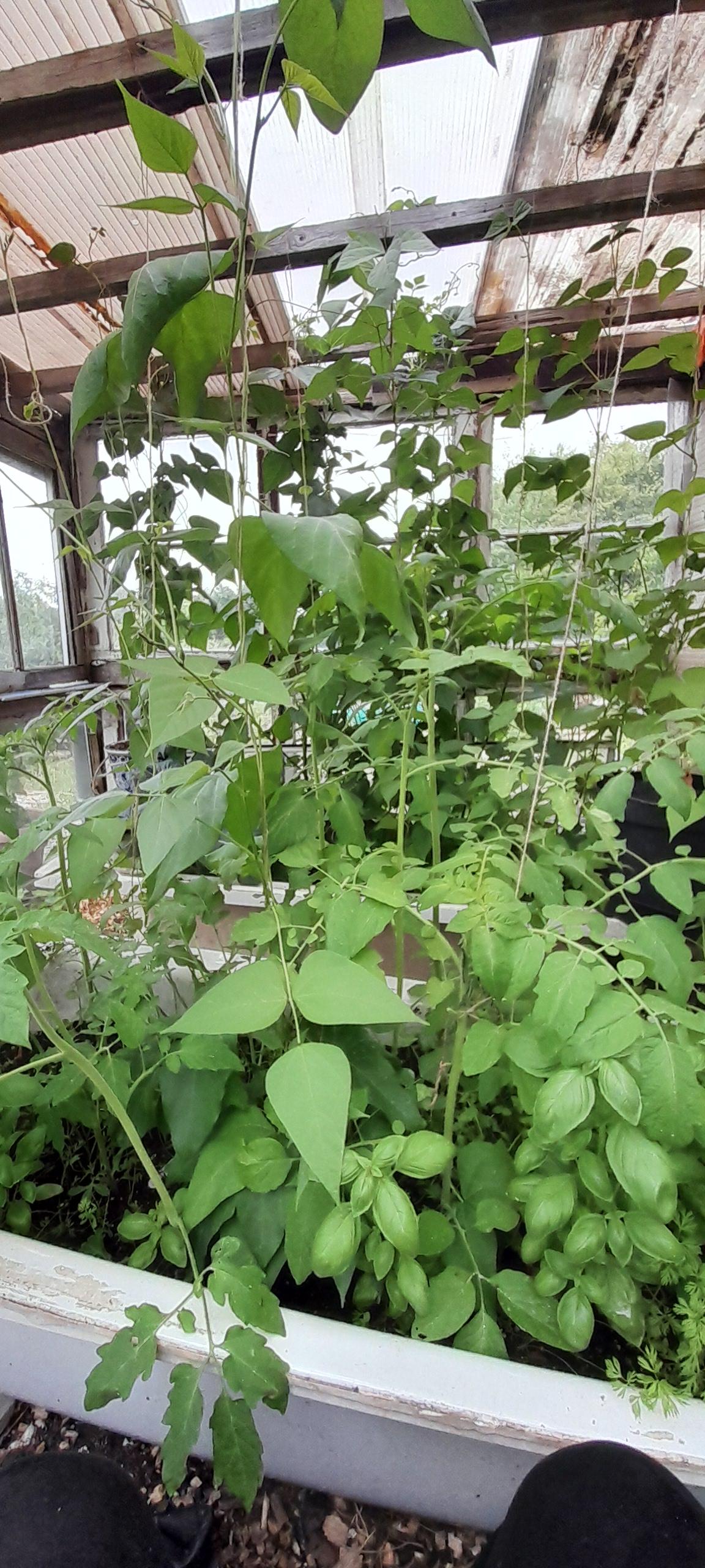 Various beans
