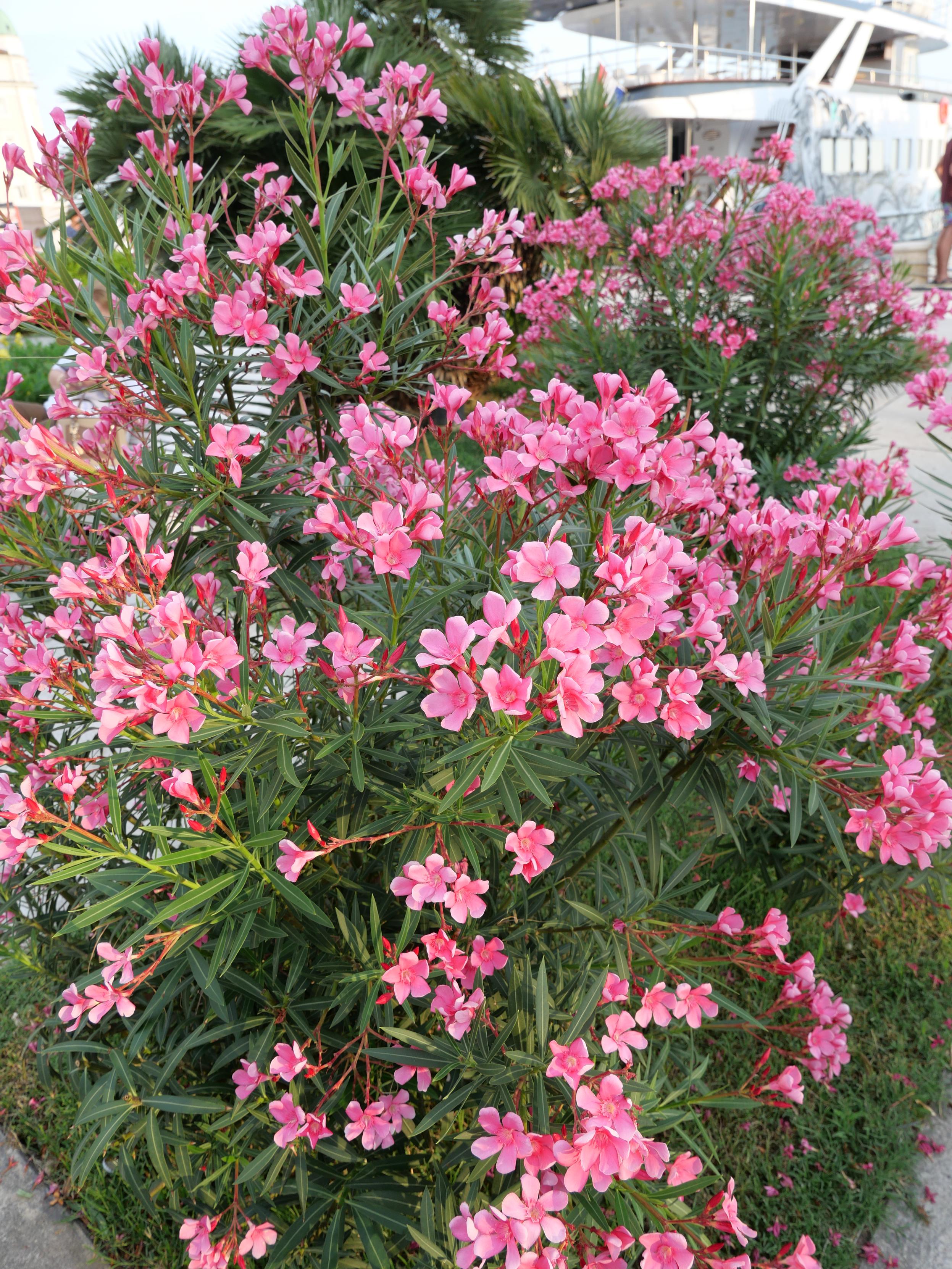 Lots of small pink flowers.