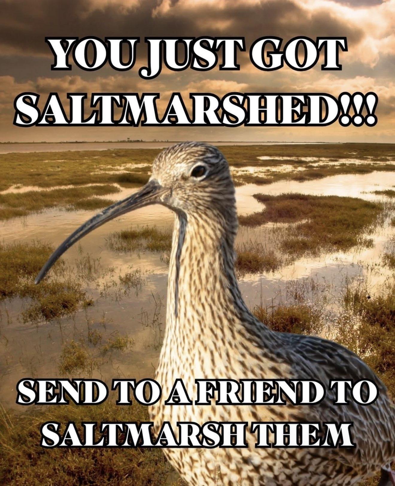 a curlew, a tan shorebird with brown patterns on its body and a long beak curving downwards, stands in front of a patchy marsh as the sun sets. the overlaid text says

YOU JUST GOT
SALTMARSHED!!!

SEND TO A FRIEND TO
SALTMARSH THEM