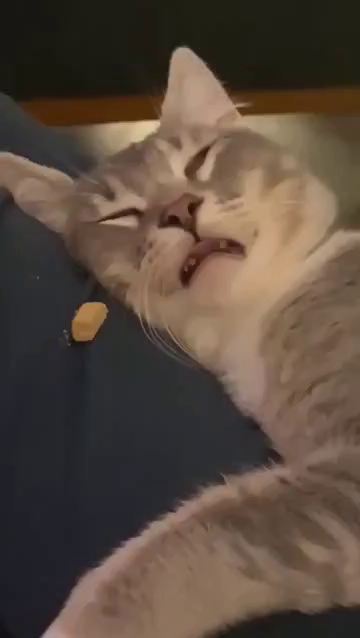 Video of a cat sound asleep on a couch while a tasty soft treats sits a mere tongue length away. The kitty, still asleep, starts licking and smacking while smelling the tasty morsel, as if dreaming of eating it. After a while the sleepy cat wakes up, and notices the real treat, which they gobble down with glee.