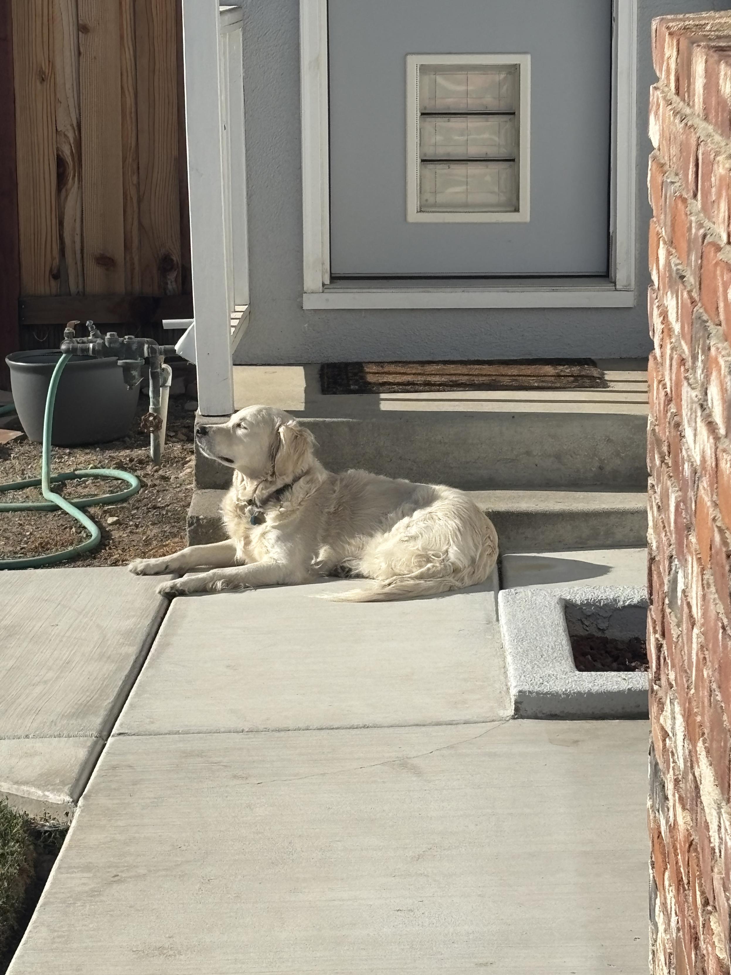 Poppy, a cream Golden Retriever, lies on a concrete walkway in the full sun, with head pointing into the sun.