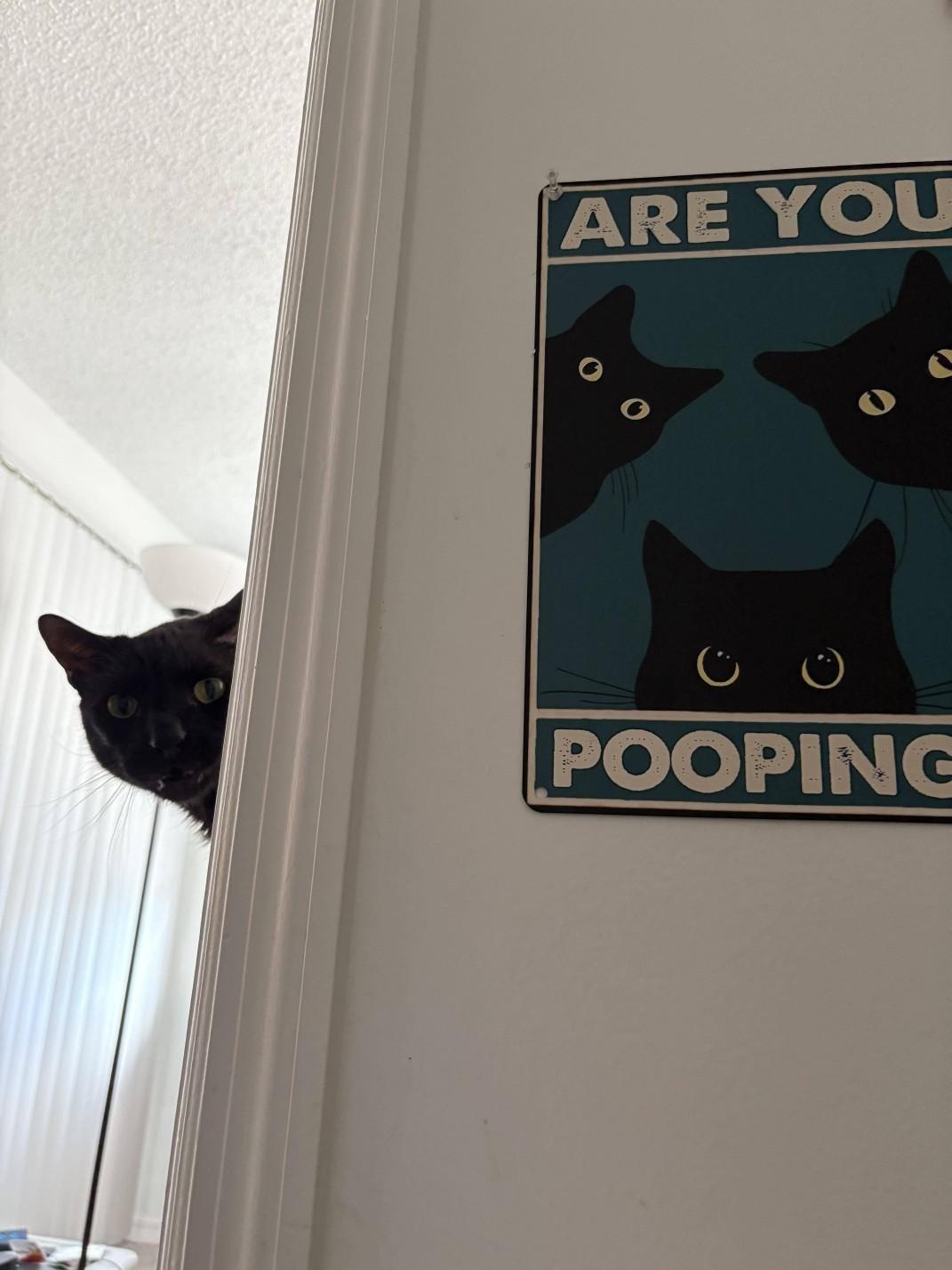 Cat looking around a corner, right by a sign of similar cats leaning in, saying ARE YOU POOPING