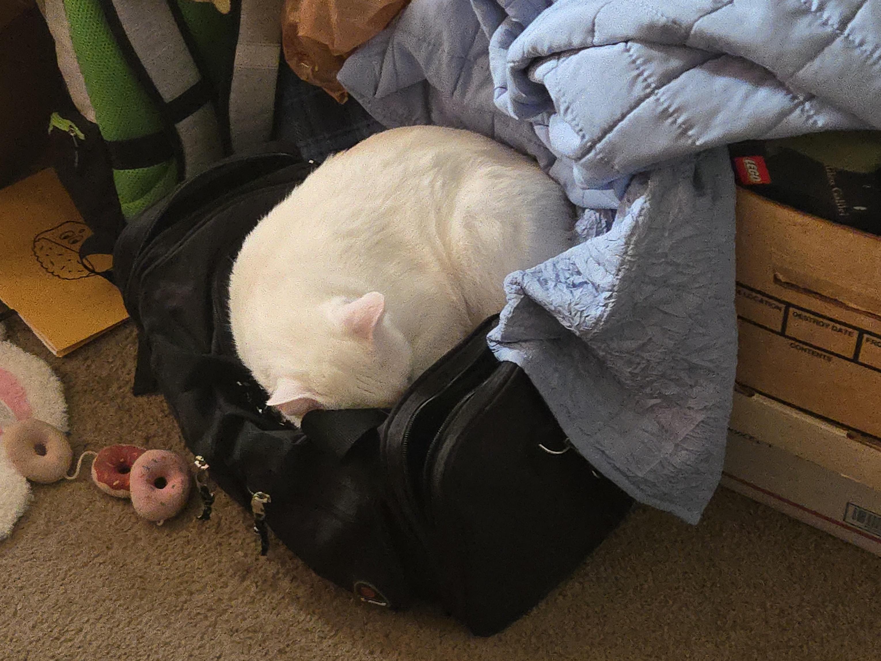 White cat curled up on a blue blanket and a black carryon bag. Adorable :3