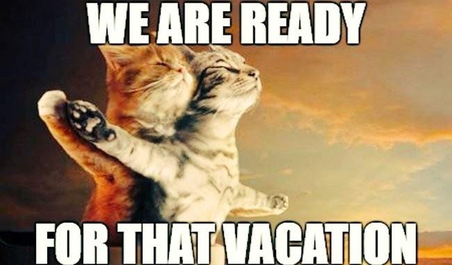 2 cats in the "Titanic position" 
Text:
We are ready
For that vacation