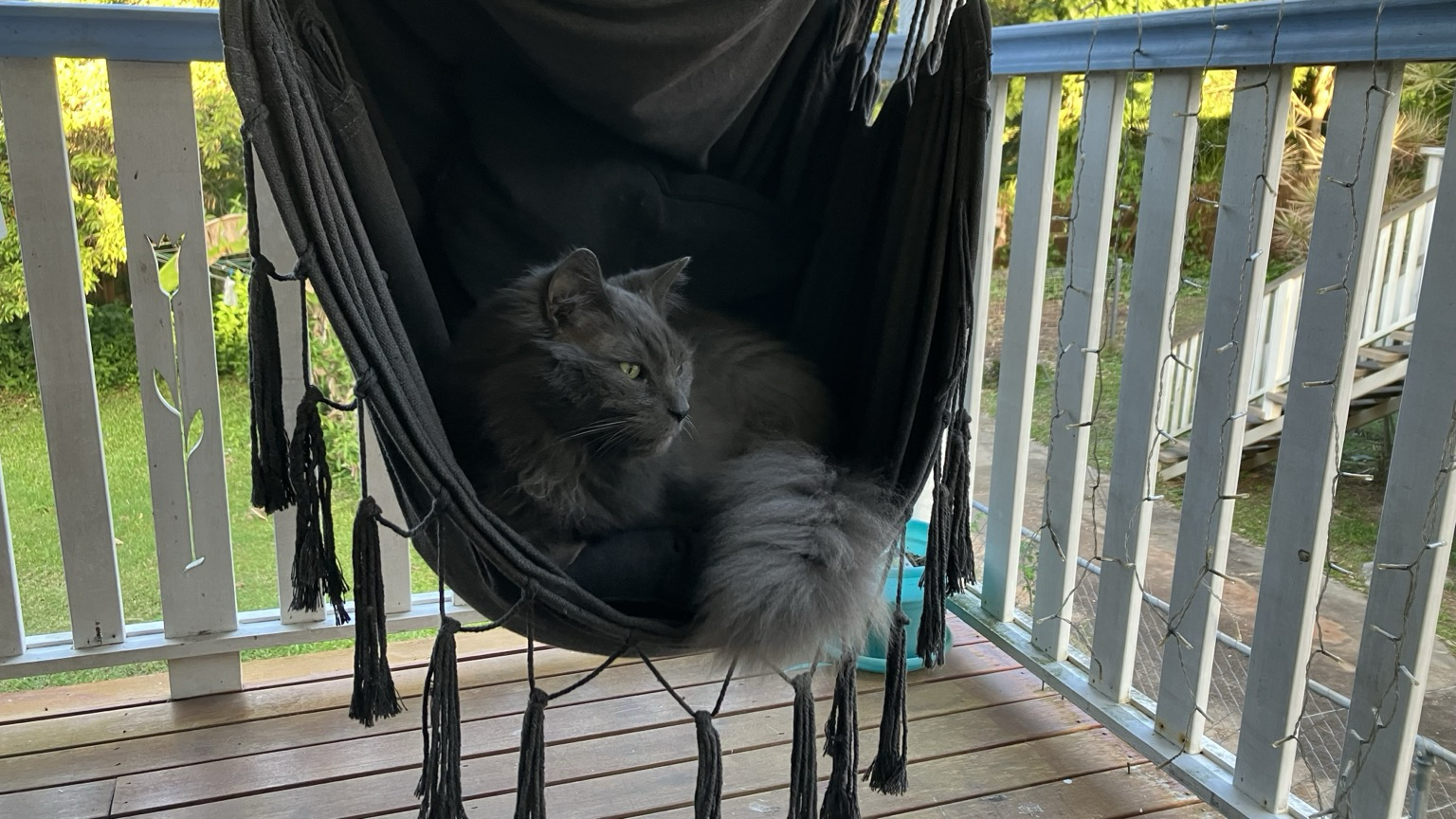 A large silver-grey long hair cat lounging majestically in a hammock