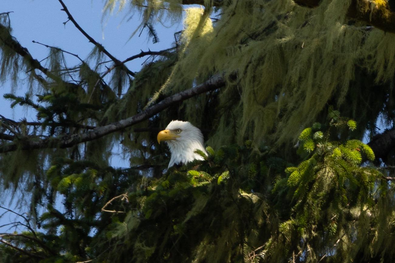A bald eagle sitting in a mossy, sun dappled fir tree.  Only the head is visible, and it looks pretty stern. There’s a very blue sky in the background, which everyone assured me was very typical West Coast VI weather.