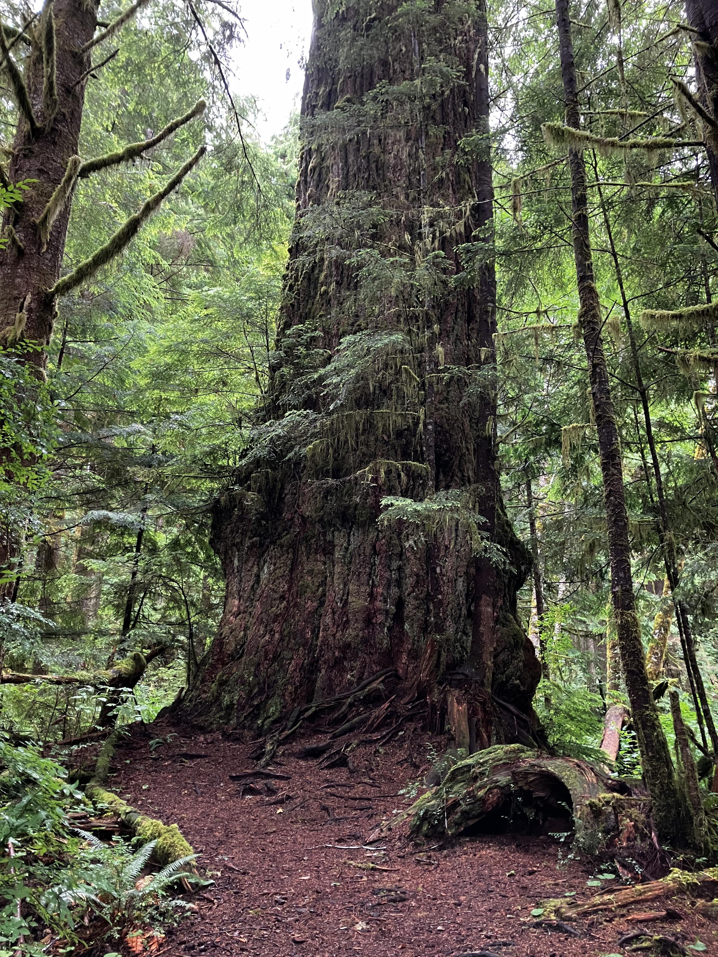 A big mossy tree in a forest. I hope you can just about smell the rich rainforest soil wafting off the image here.