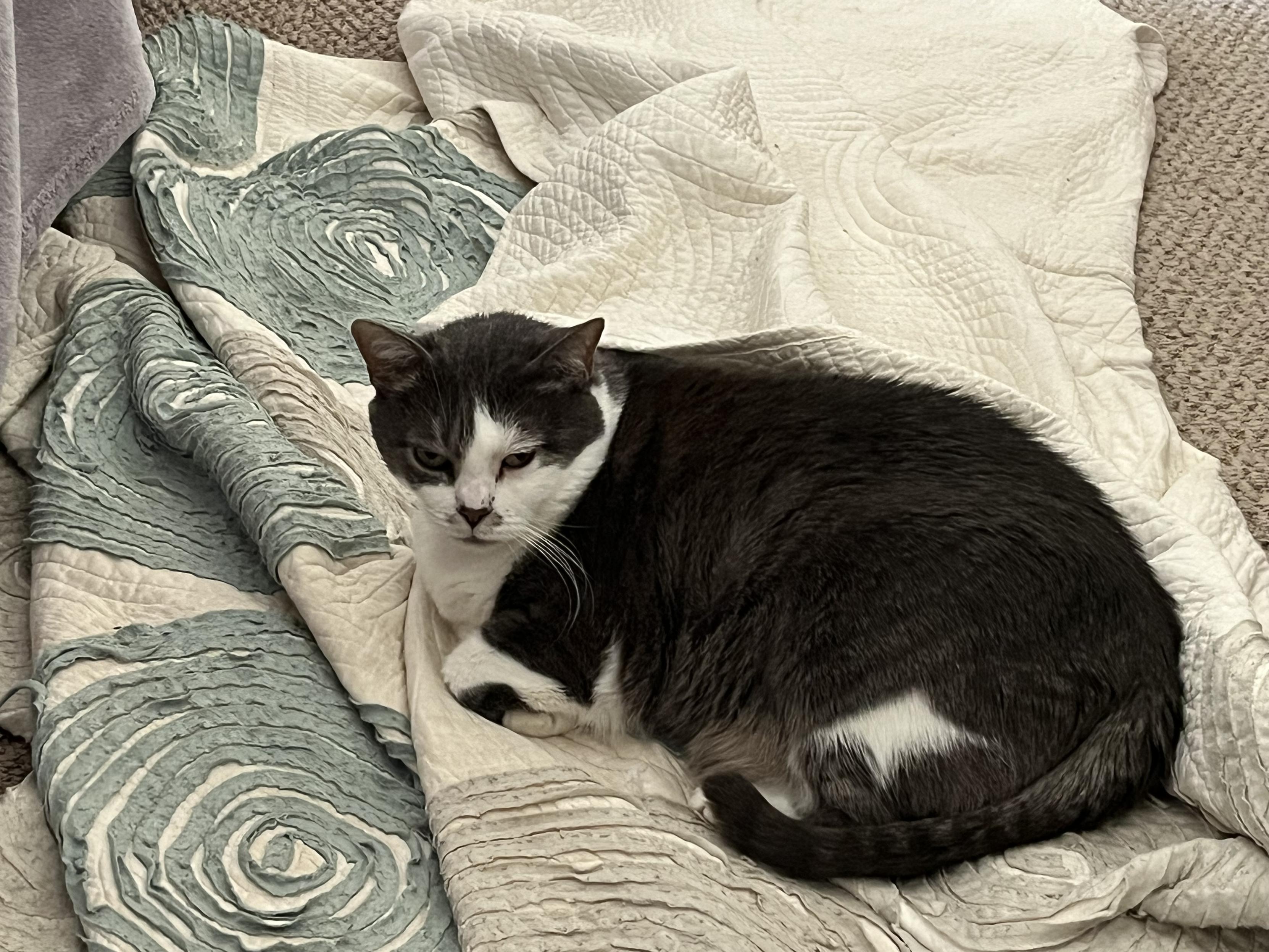 Recent picture of adult Maddie. Grey and white cat lying on a quilted comforter which is rumpled up on a carpeted floor.