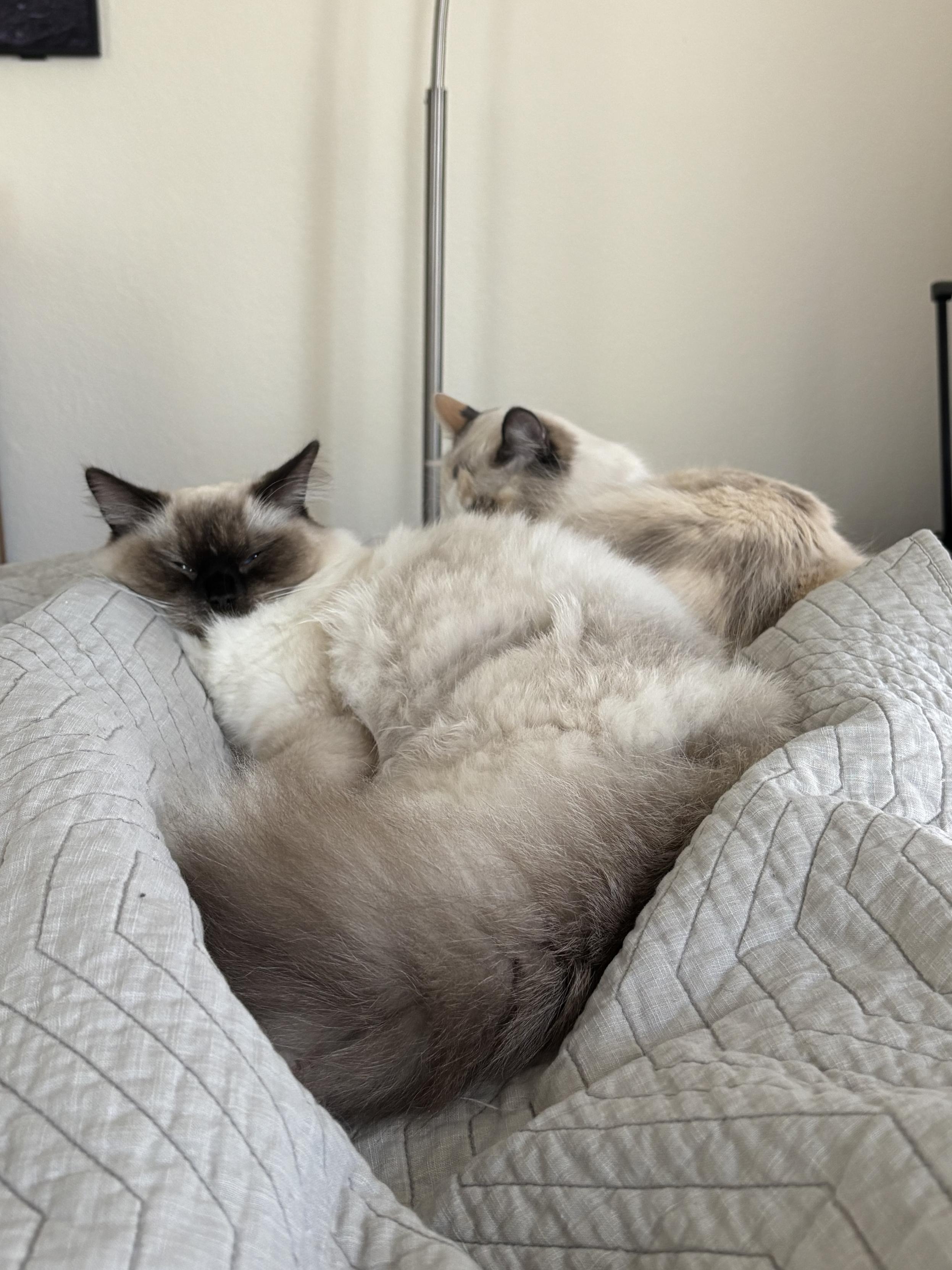 An expanse of fluffy ragdoll with a backdrop of another cat behind it. Naps are being interpreted for this picture