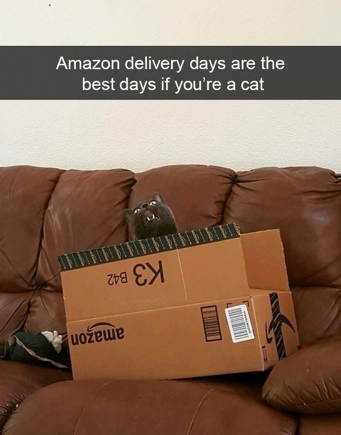 A gray cat peeks out of an Amazon box on a brown leather couch, looking curious.

Transcribed Text:

"Amazon delivery days are the best days if you’re a cat."