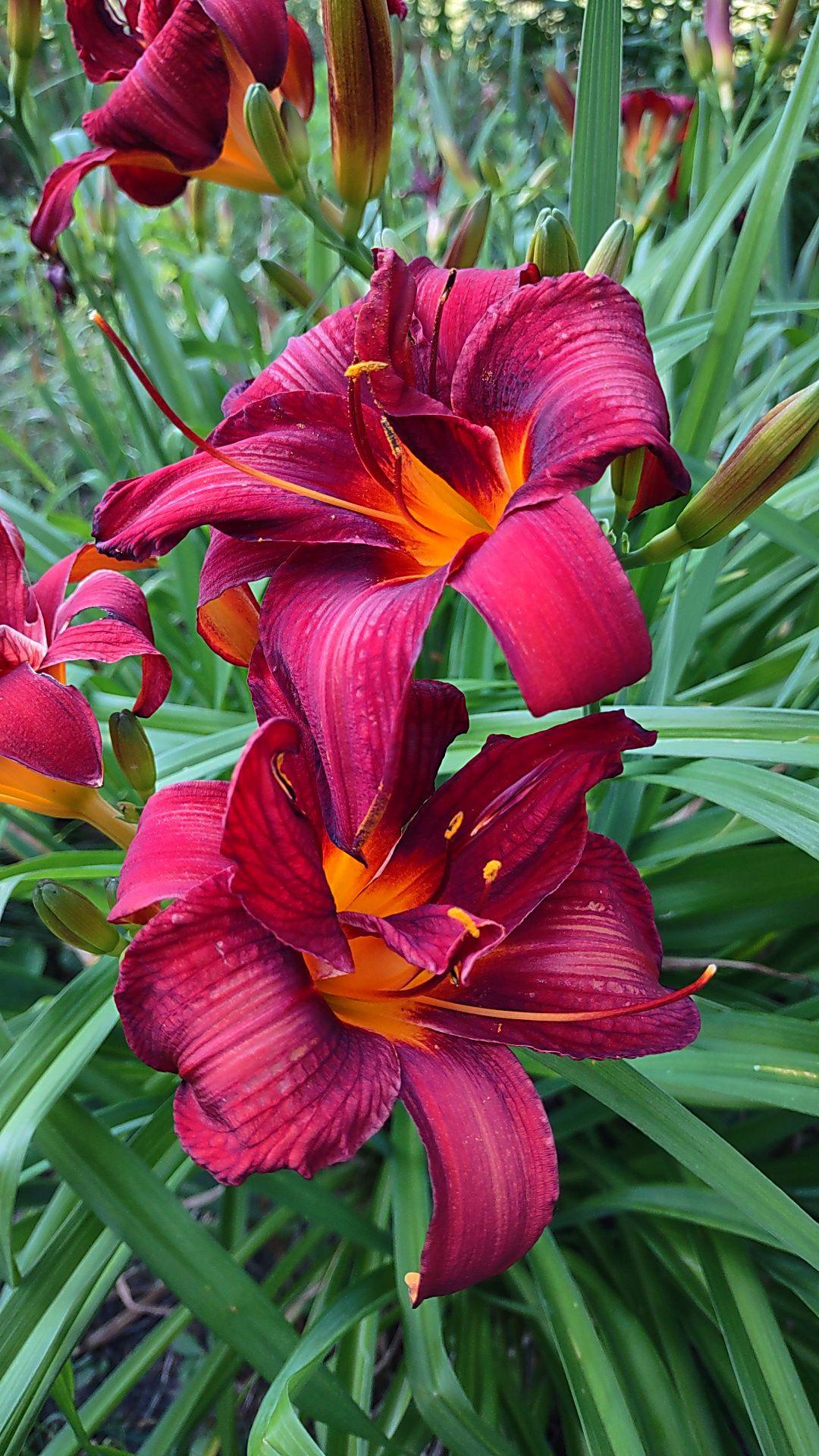 Day Lilly cultivar. Two dark red blooms with six tepals. Hints of yellow at the center and on the anthers. These are large blooms, maybe 3 inches across. Chaotic green blade like leaves all around.