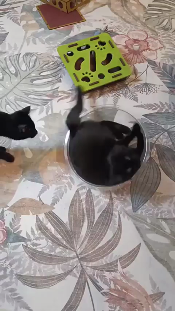 Video of two black cats being spun around in clear, round bowls. When it stops the kitties sit in them patiently until the human spins them up again. The void cats are quite enjoying the rides!