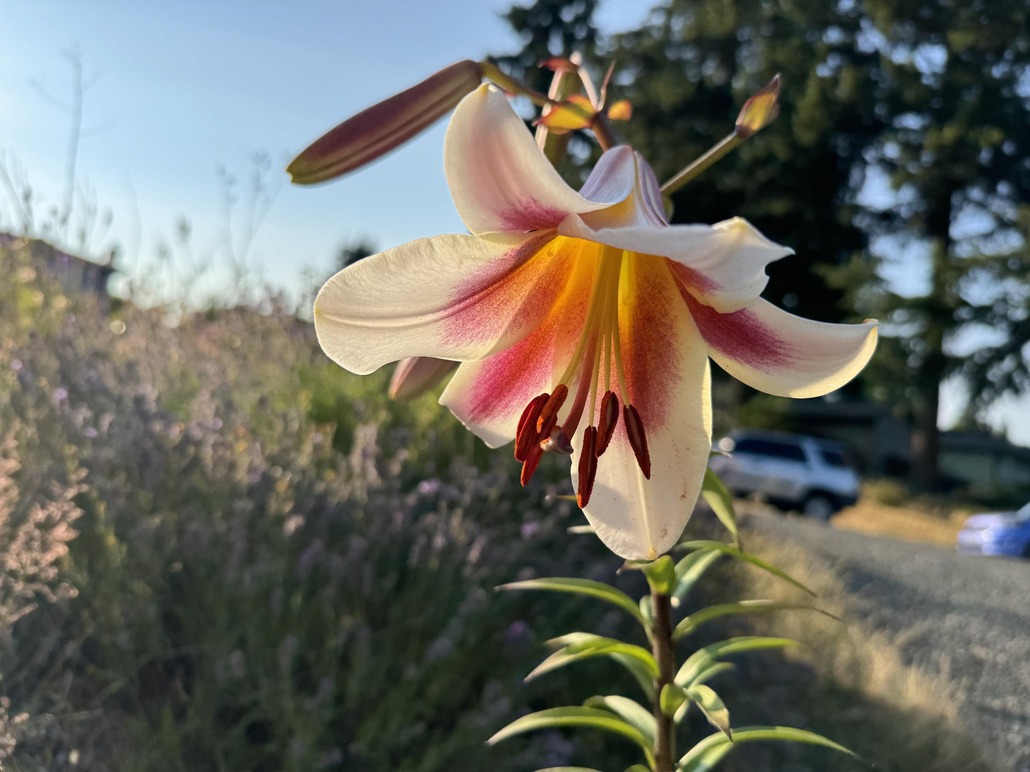 A blooming lily. The flower is white is deep pink starting inside the flower petals leaving 1/2 in white at the edges. Further in the pink is overtaken by yellow. Other unbloomed flowers from the same plant stalk are in the background. The red/brown anther of the stamen heals reached out through the middle of the flower. The sticky stigma is slightly touched/coated by pollen.