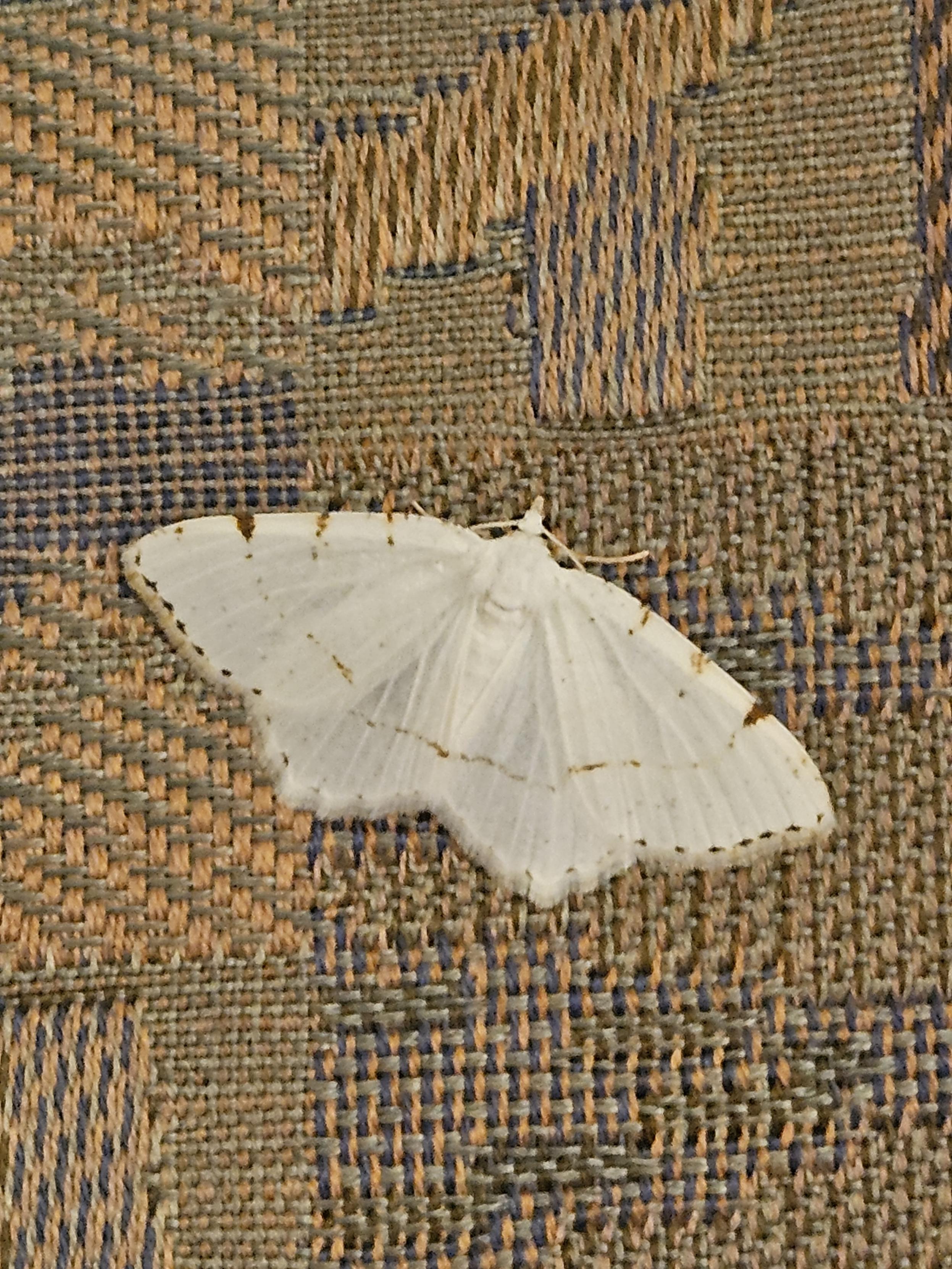 A Lesser Maple Spanworm Moth,  a delicate white Moth with subtle tan markings