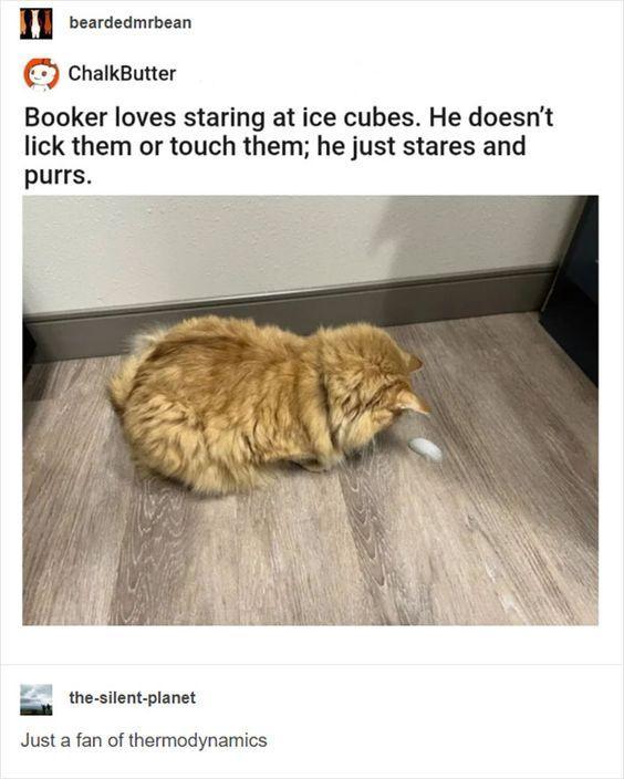 A fluffy orange tabby cat looks curiously at a small white ice cube on a wooden floor.

Transcribed Text:

ChalkButter
Booker loves staring at ice cubes. He doesn’t lick them or touch them; he just stares and purrs.

the-silent-planet
Just a fan of thermodynamics.