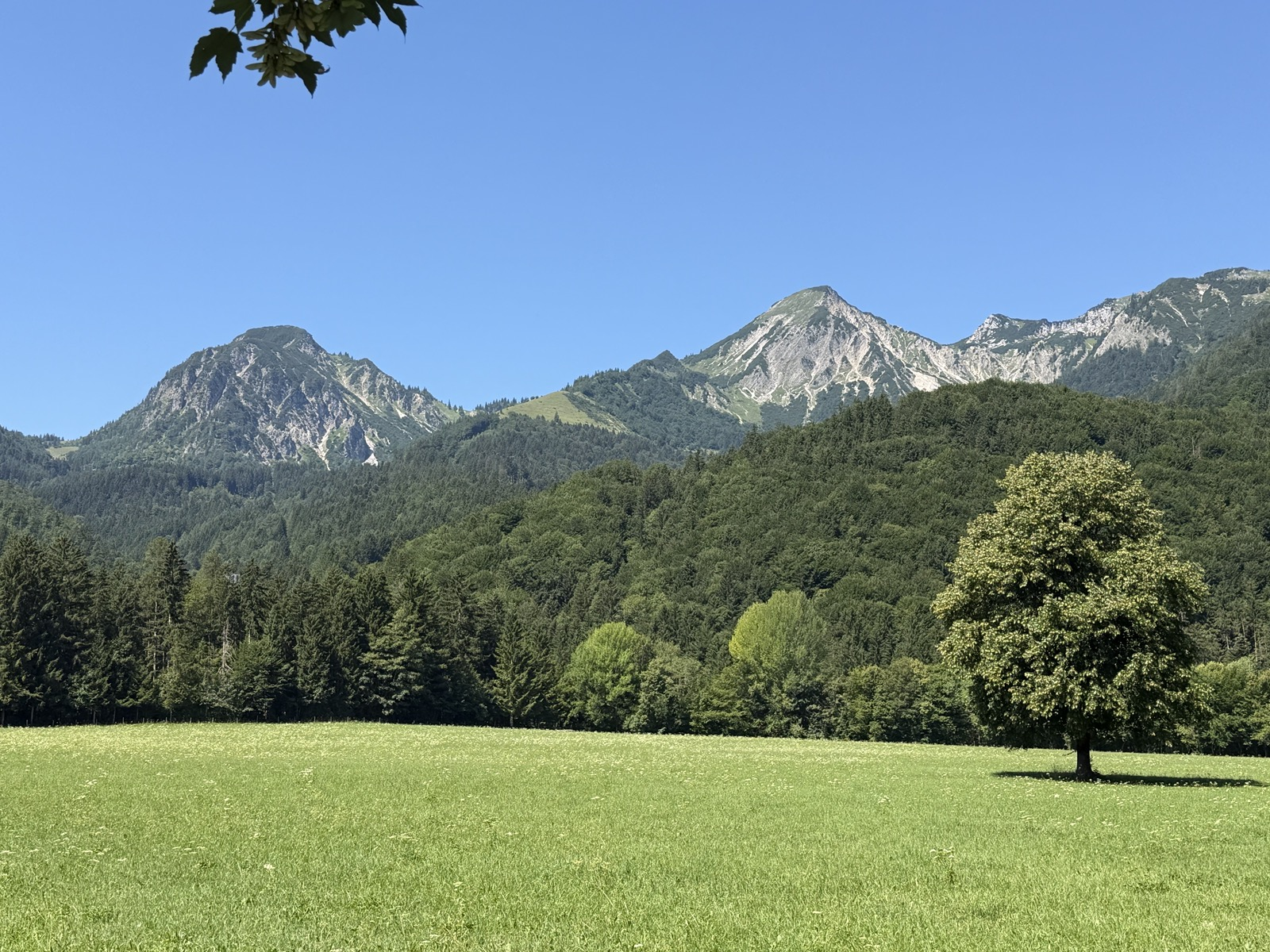 Photo of a verdant field in the foreground, with the Bavarian Alps in the background