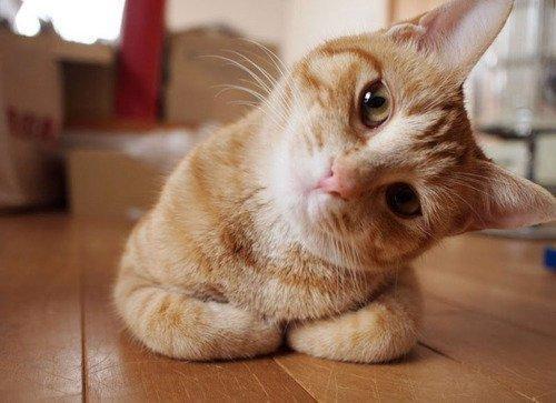 Unrelated cat photo of an orange kitty loafing while peering at the viewer while tilting its head