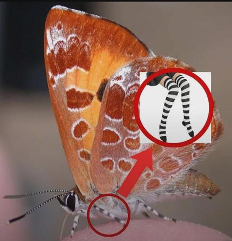 Photo of a beautiful moth with zebra striped legs and antenna with a red circle on the legs pointing to a stock photo of someone wearing black & white leggings.