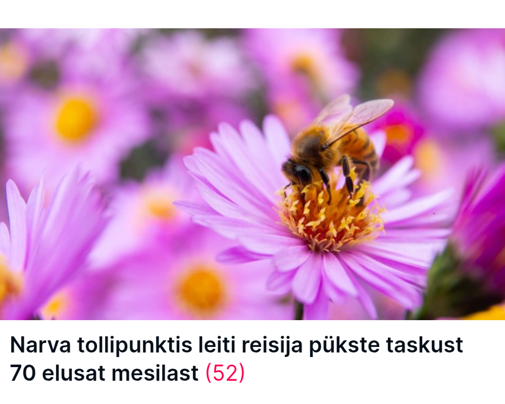 Screenshot of an article headline in Estonian. Original text is below. Translation in English: "A traveler at a customs point in Narva was found to have 70 live bees in the pockets of their pants"

"Narva tollipunktis leiti reisija pükste taskust 70 elusat mesilast"