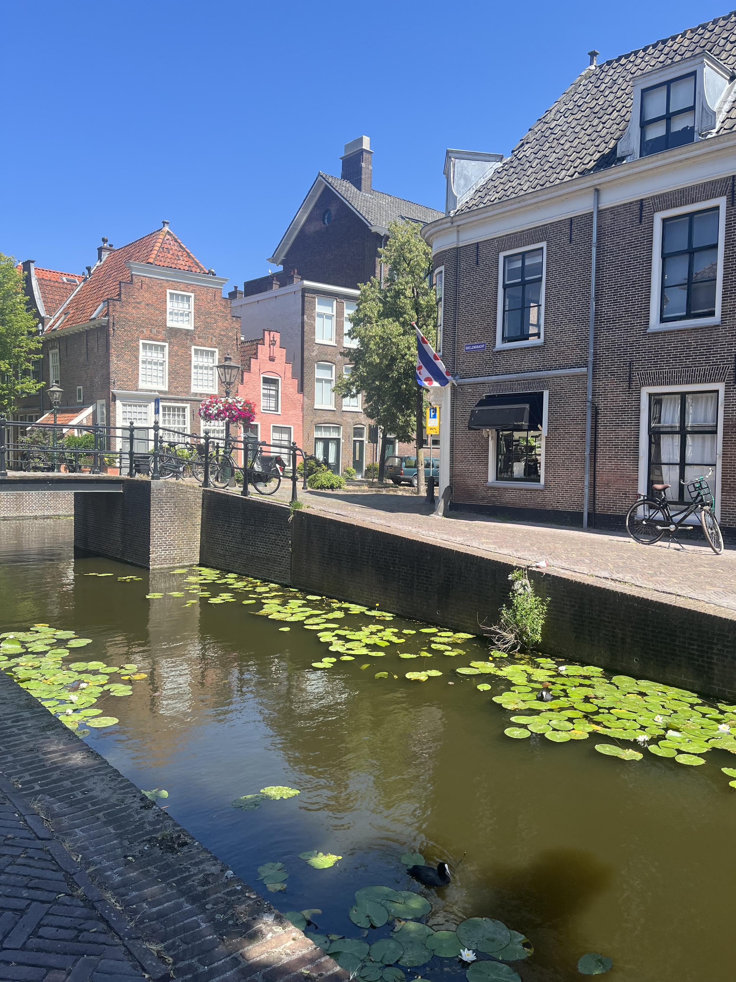 view of a canal in Leiden filled with bright green lilypads perused by coots (yes the birds are called coots) and several old brick buildings ranging from the 1500s to the early 1900s. The oldest one is extremely pink. It's painted pink to recreate the look of very old sun-faded red paint that it had a reputation for.
