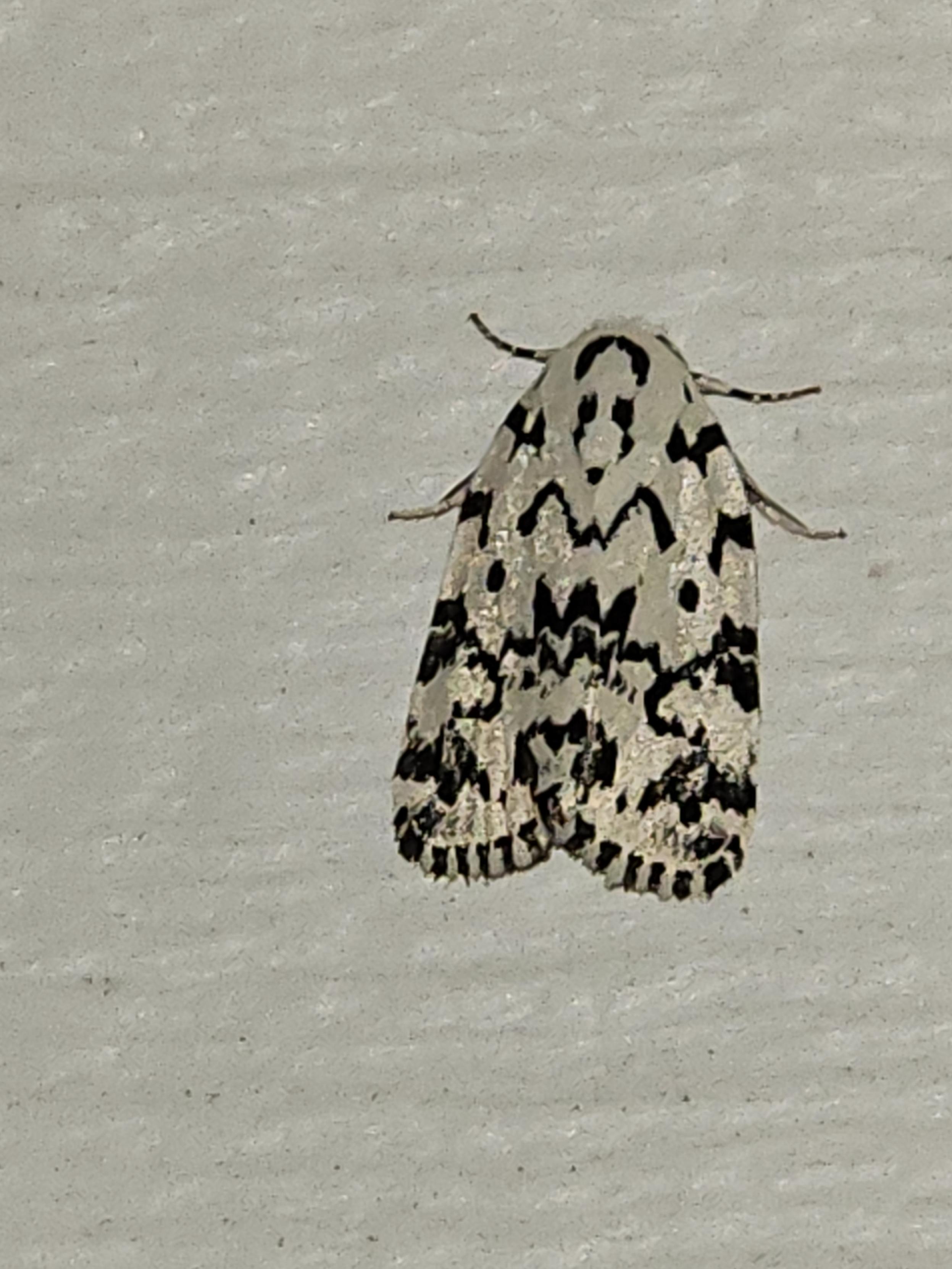 A Hebrew moth.  It is white with an intricate series of black matkings on its wings.