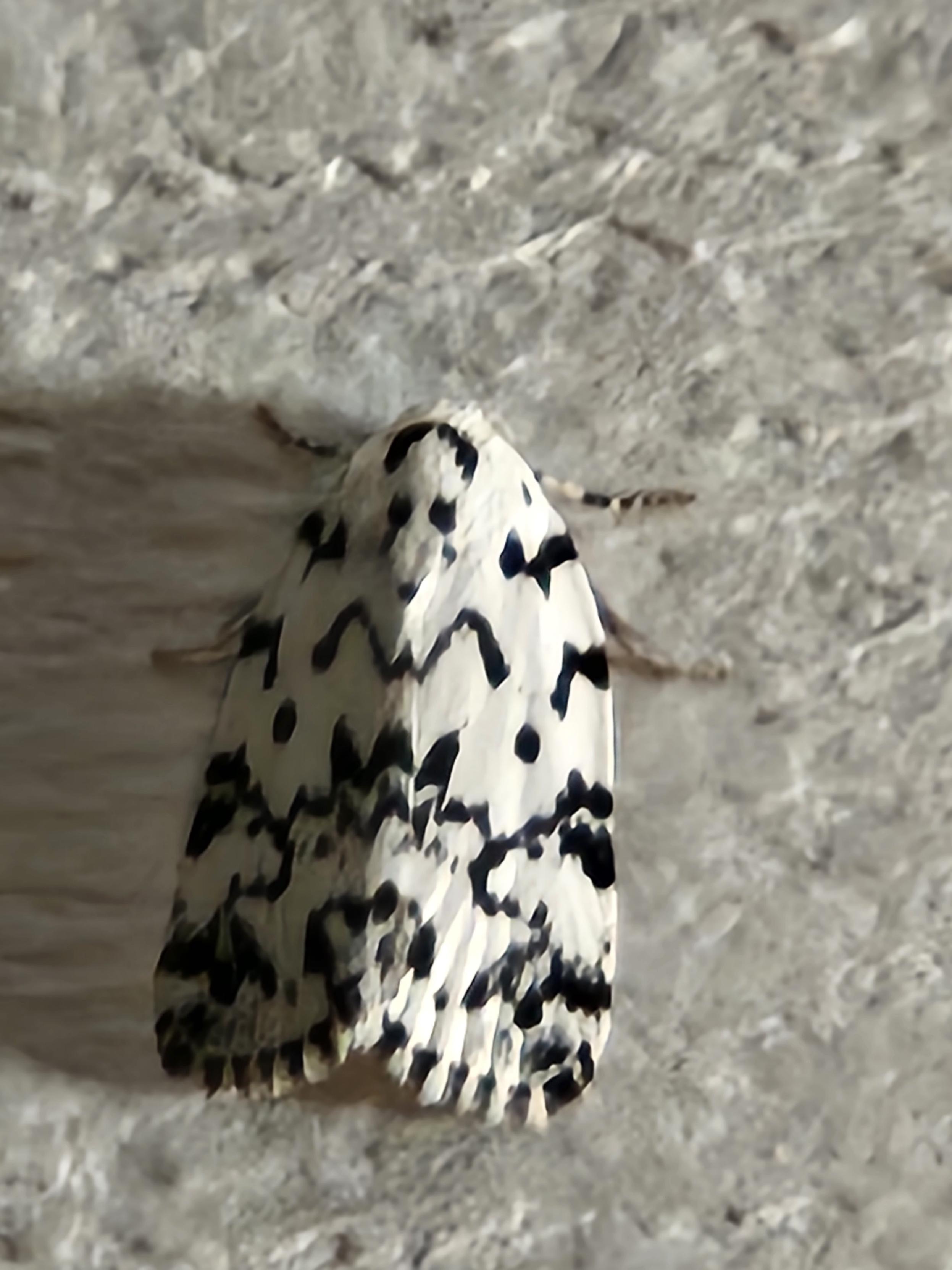 A Hebrew moth.  It is white with an intricate series of black matkings on its wings.