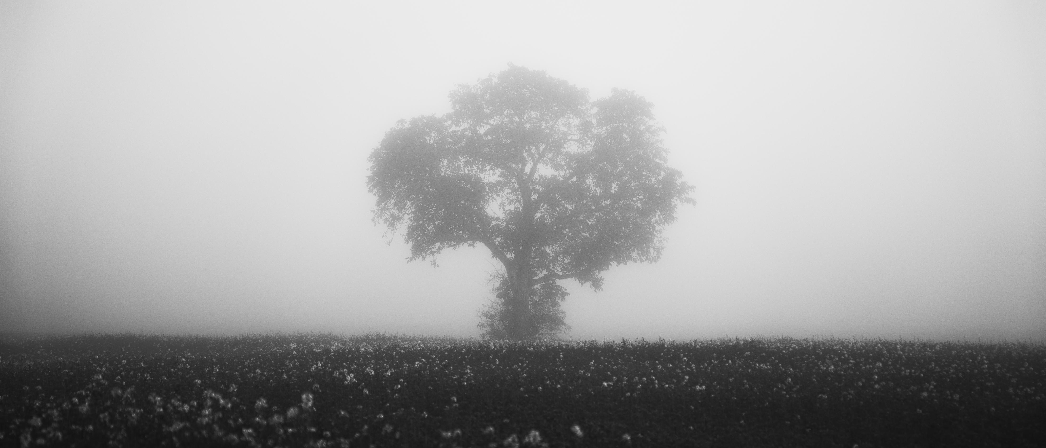 A photo of a single tree on a meadow in fog.
