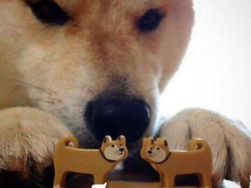 the now kiss meme
a dog seemingly holding 2 small dog figures (not sure if they are figures) in a position suggesting, he's going to make them kiss