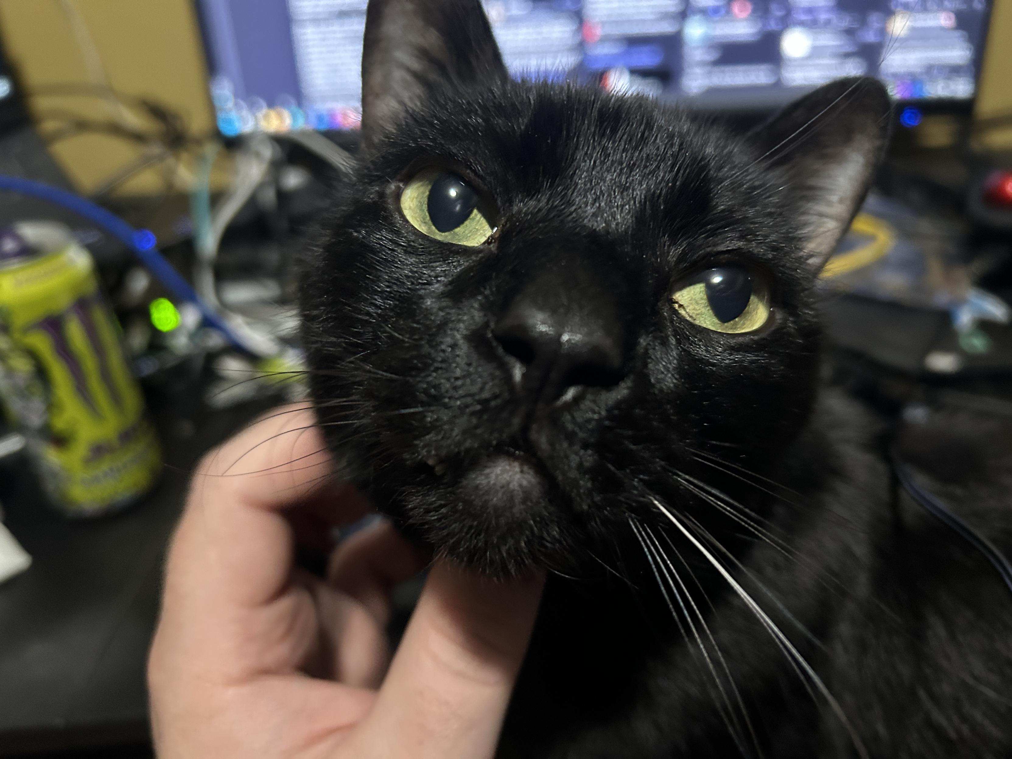 My black cat Kif up close while receiving a chin scritch. He has one pure white whisker on the right.