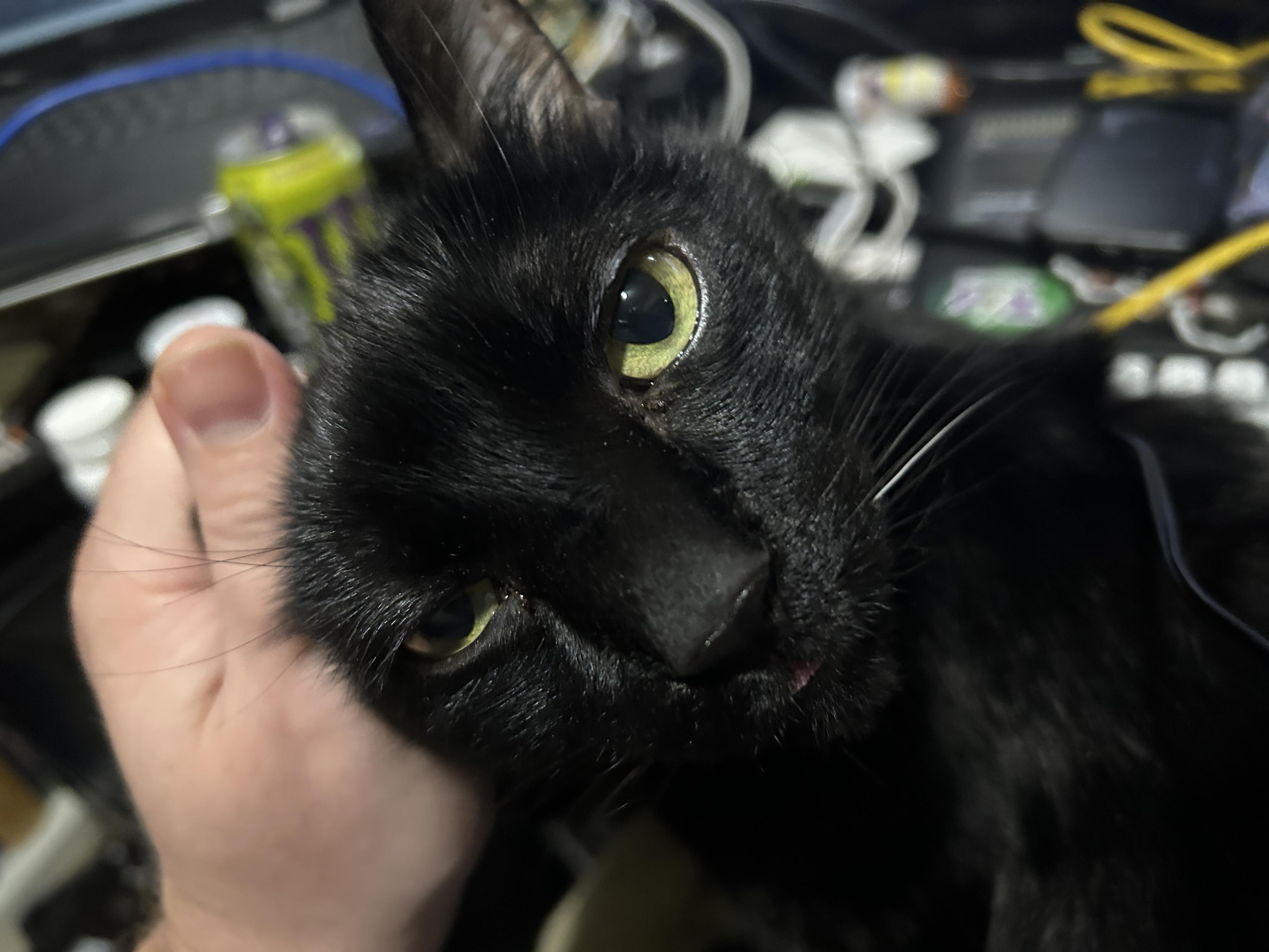 Another picture of Kif, this time he is leaning in to an ear rub.