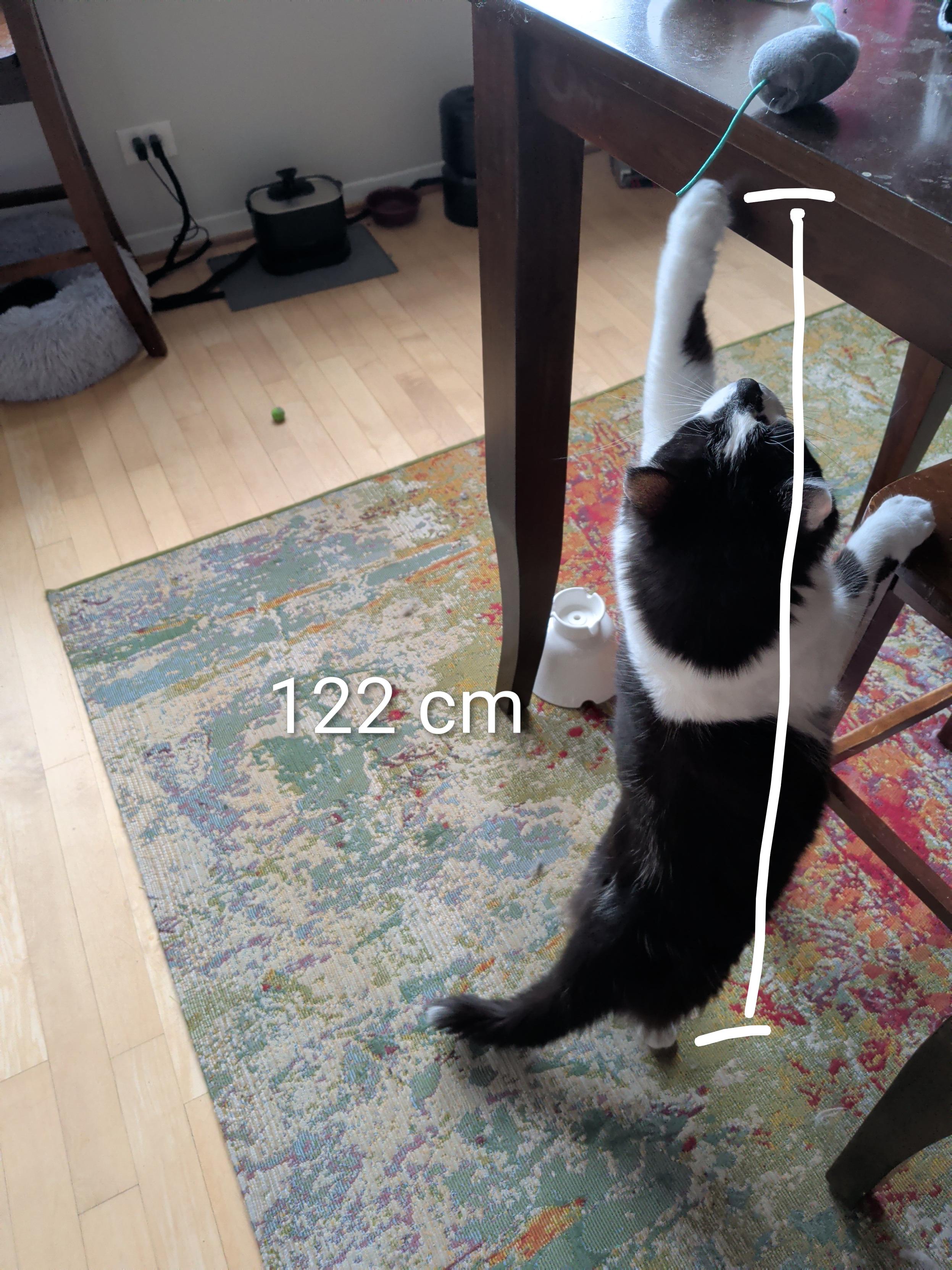 122 cm measurement of a cat.