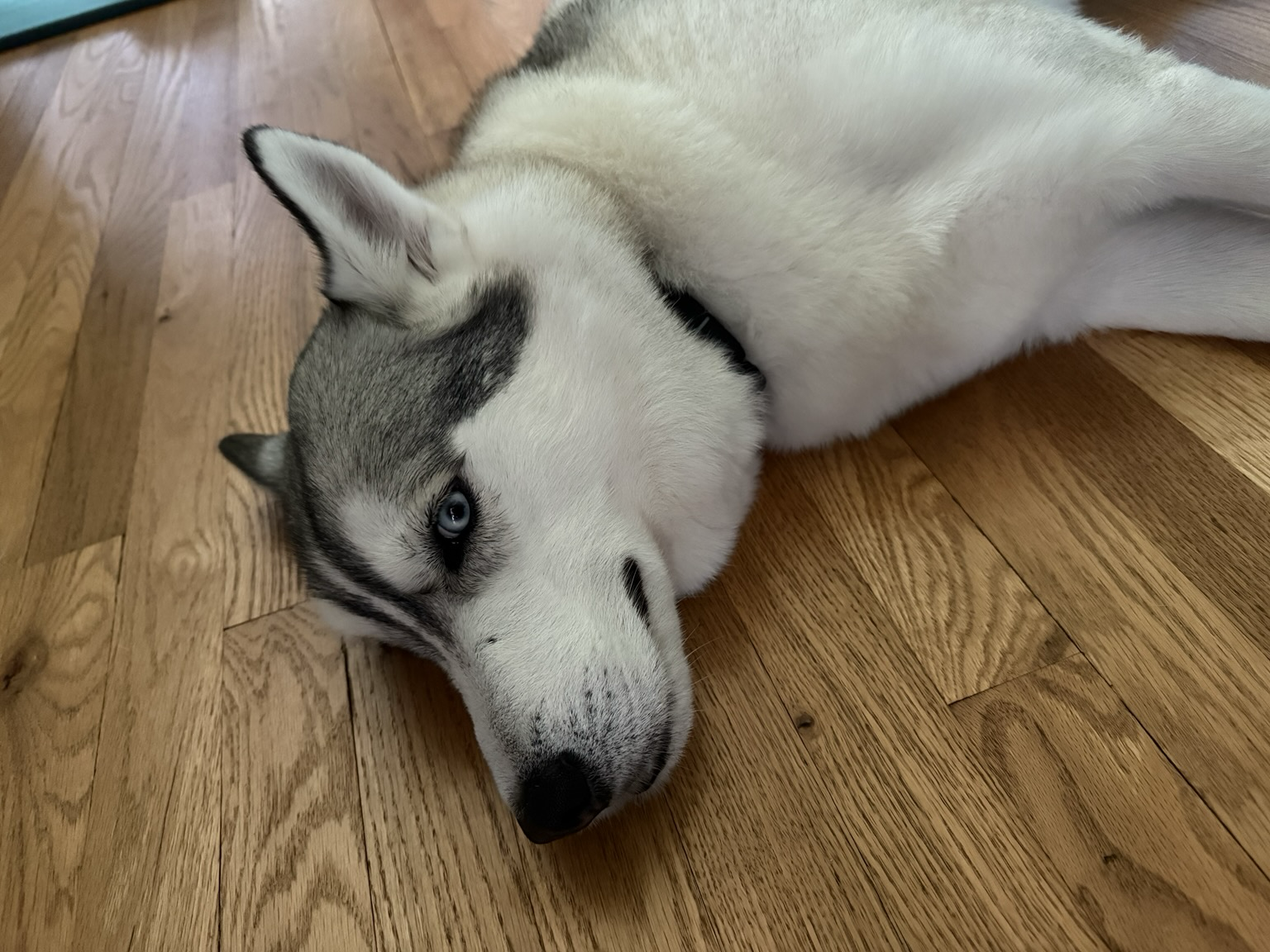blue eyed husky laying on the wooden floor on the right side and resting