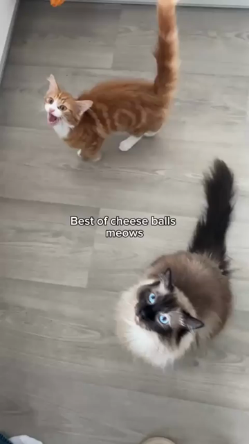Best of Cheese Balls meows

Video compilation of a small orange kitten with a massive set of lungs on him. This kitty starts meowing and doesn't stop until all air is expelled as loudly as possible. An older Siamese cat is with the littke rascal, but can't get a meow in edgewise.