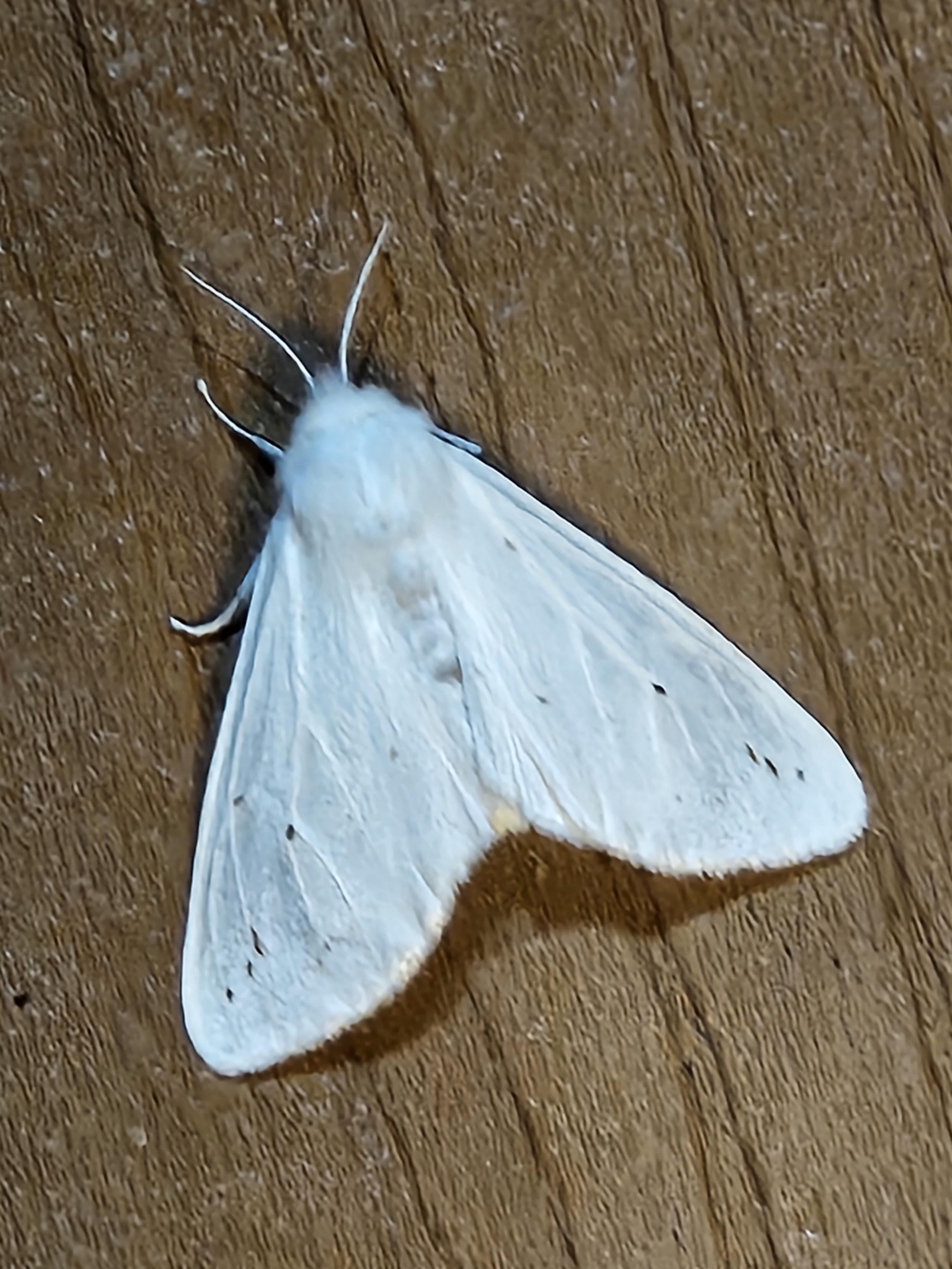A Fall Webworm Moth, a white moth with fine black spots.
