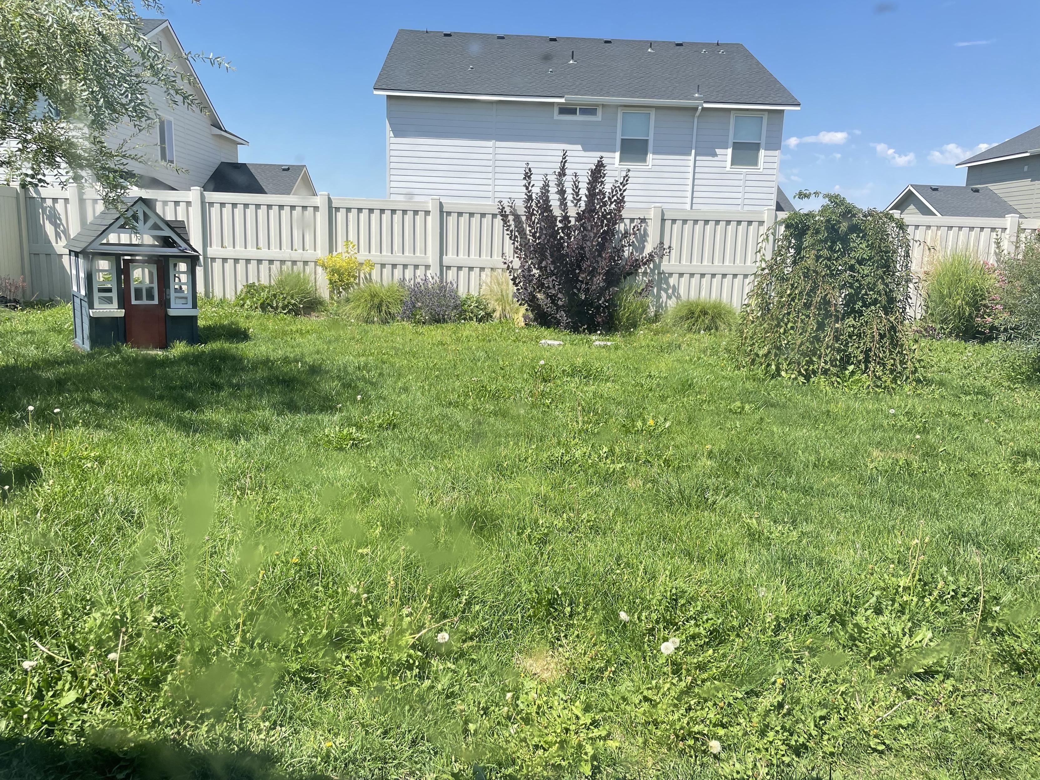 My backyard with decently tall grass. Small playhouse to the left with a dappled willow overhanging it. Vibrant red smoke bush in the center by the back fence. Snow maiden Japanese cherry looking full to the right of the yard.