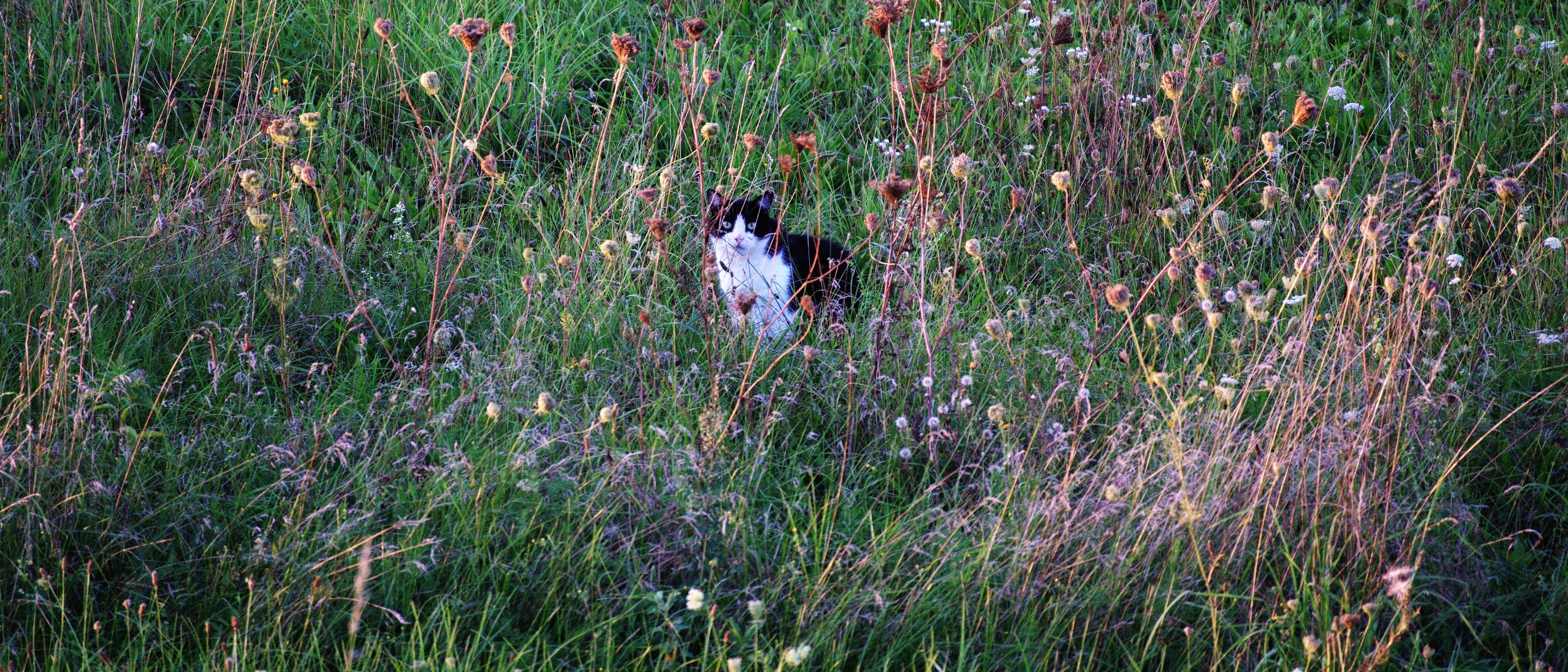 A cat sitting in high grass and flowers, looking at the camera.