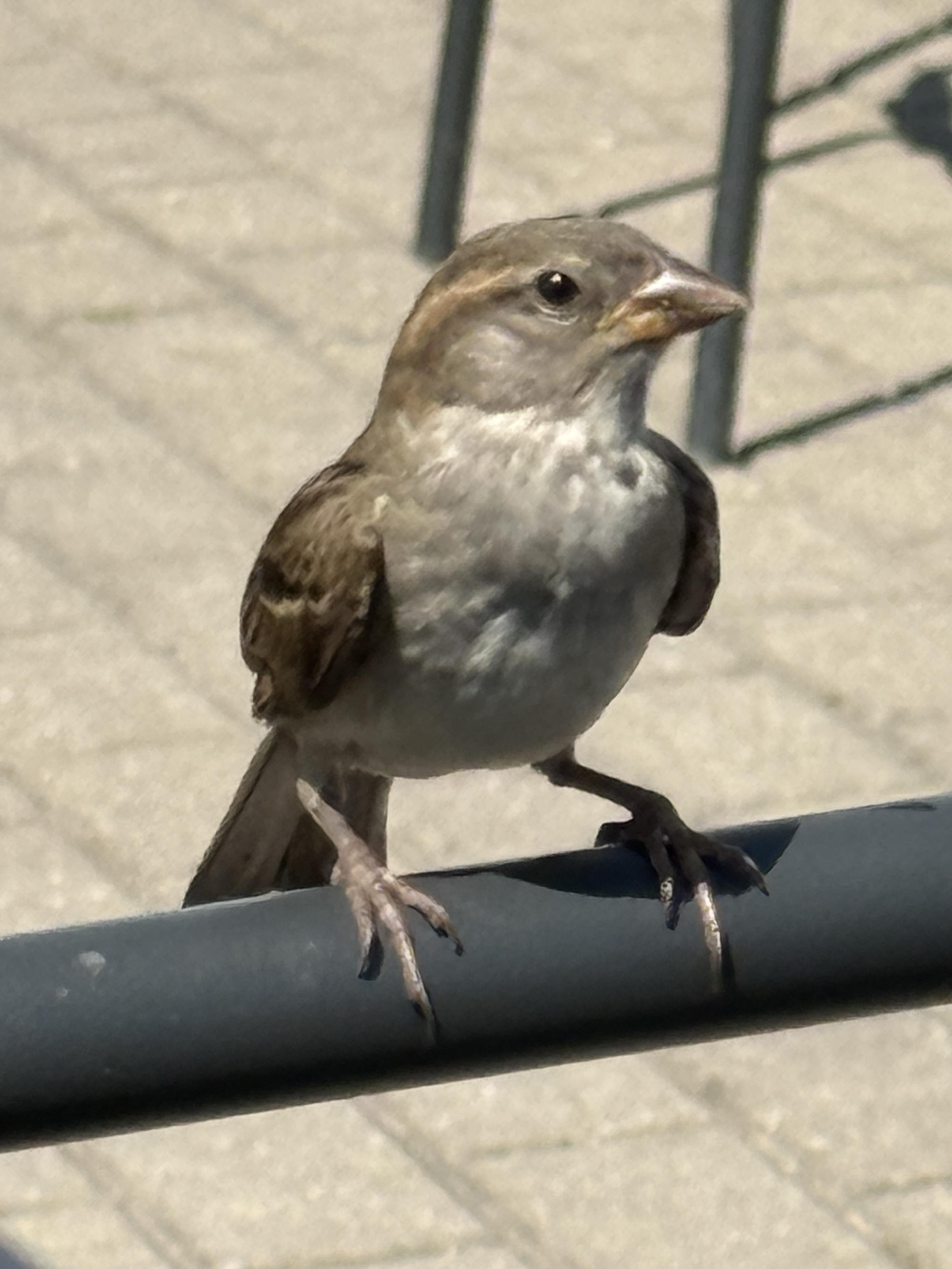 A close-up of a small brown bird perched on a metal railing, with a blurred background featuring a light-colored pavement and some furniture. The bird has a slightly raised head and a curious expression.